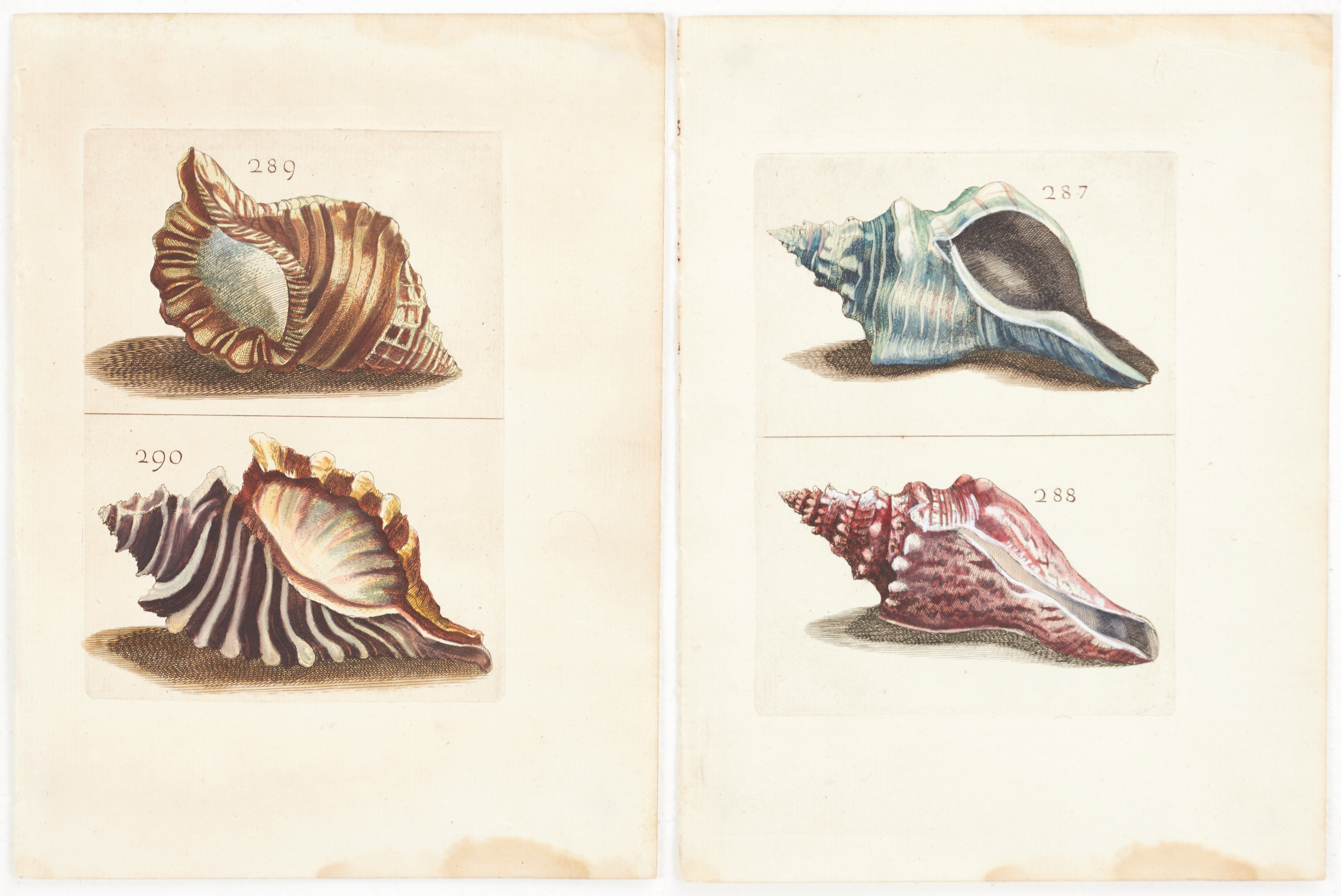 BONANNI, (2) illustrationer av snäckor, ur "Ricreatione dell' Occhio e della Mente nell' Osservationi delle Chioccole", 1681.
