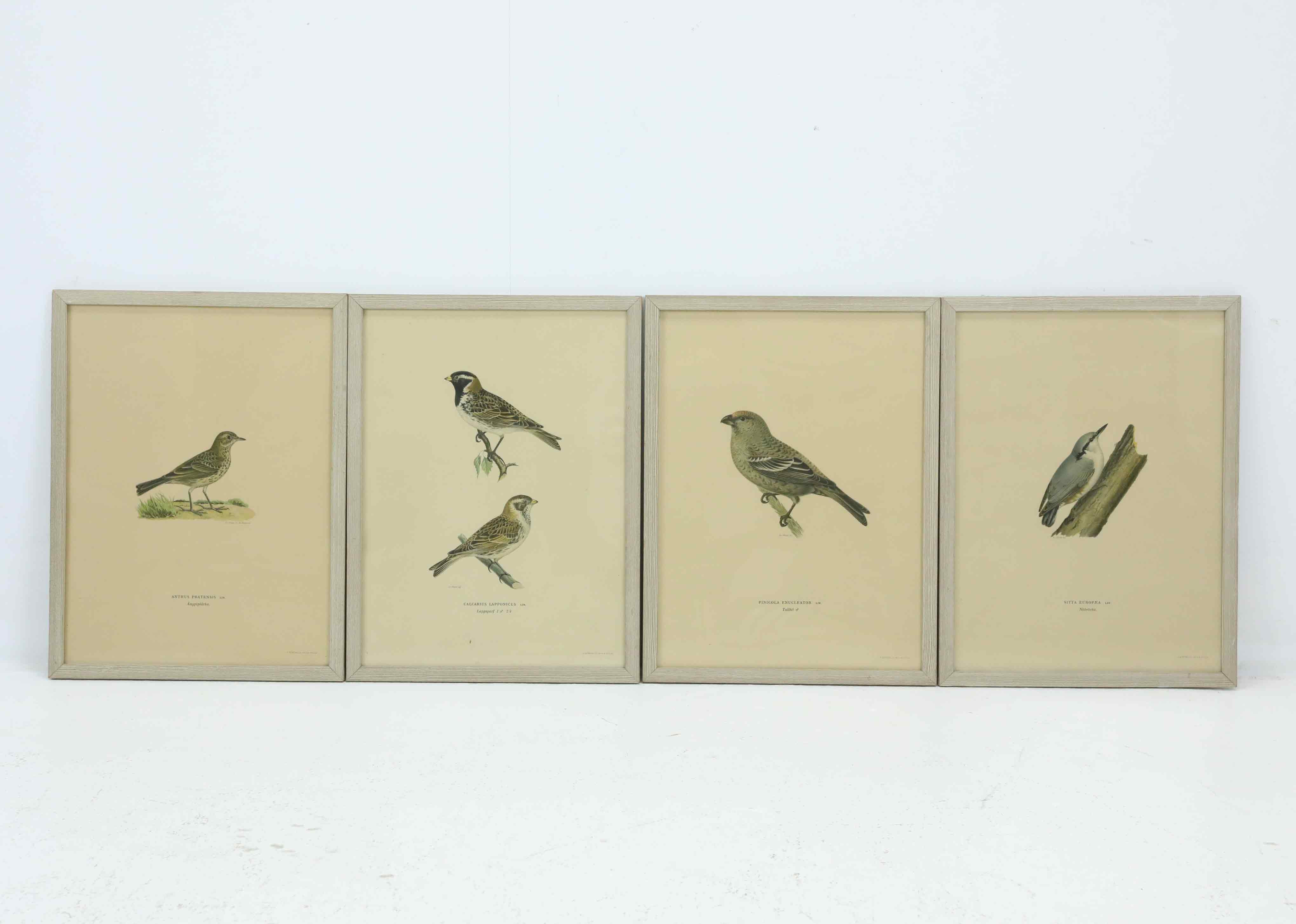 SVENSKA FÅGLAR. 4 st, Wilhelm von Wright, Börtzells tryckeri AB, Stockholm, tidigt 1900-tal.