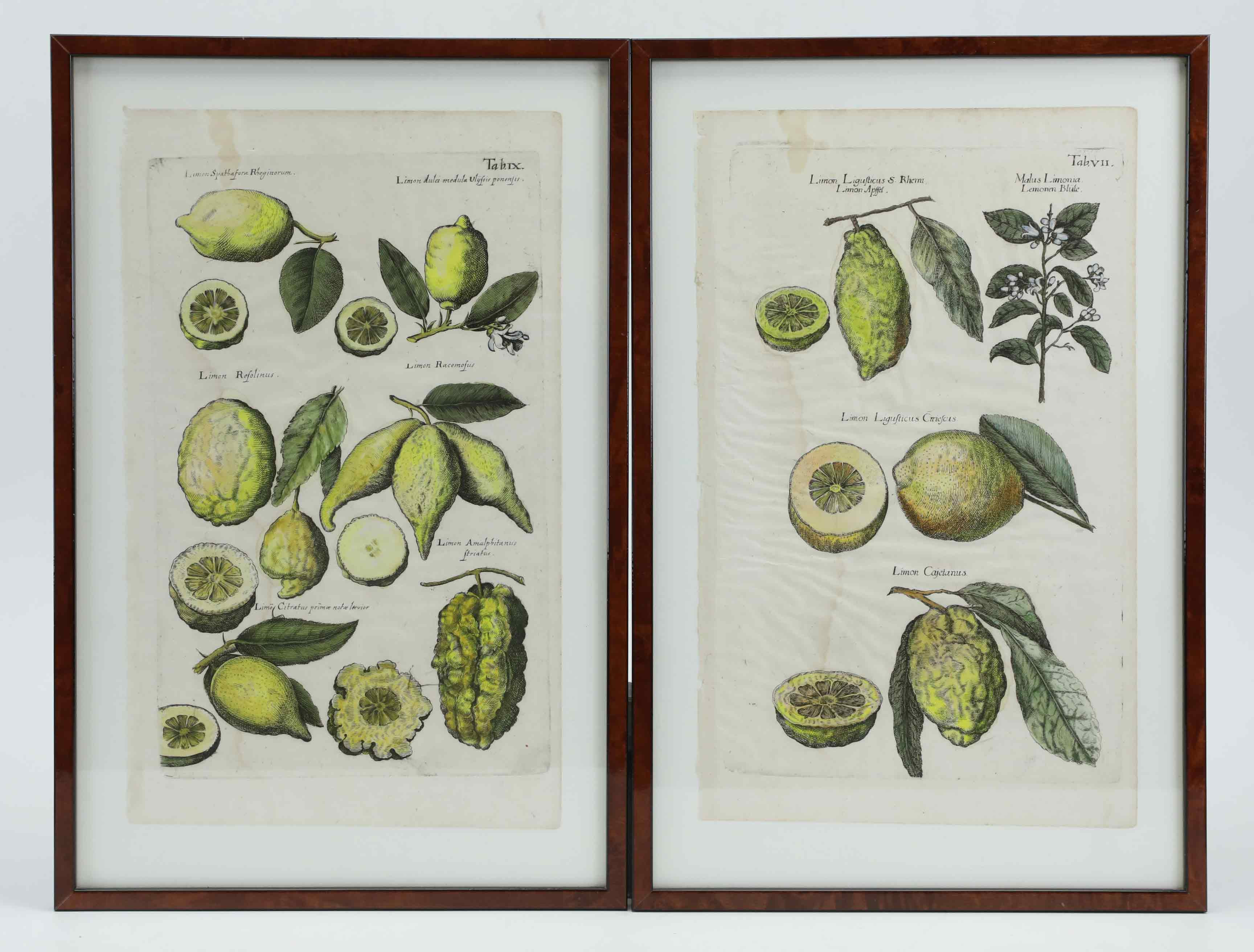 MATTIAS MERIAN. Kopparstick, 2 st, handkolorerade, 1700-tal.