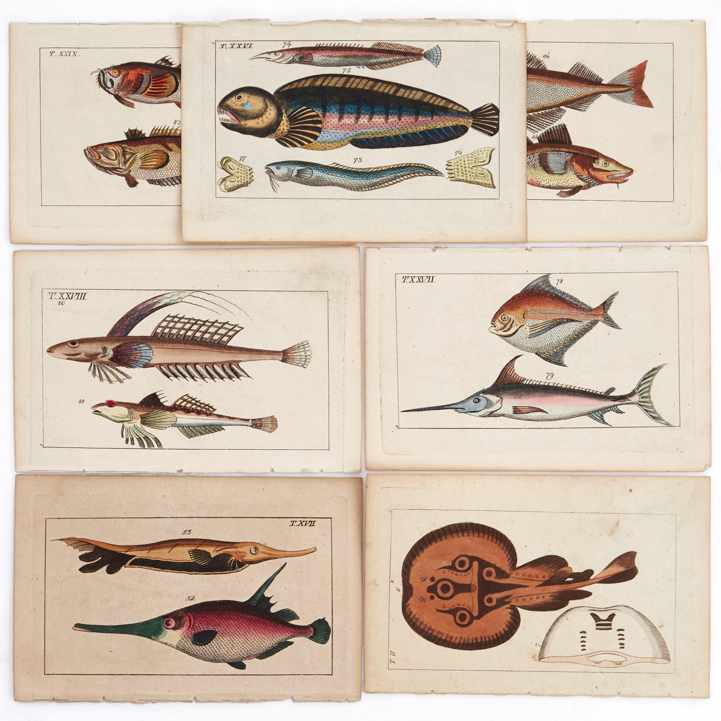 WILHELM, (7) illustrationer ur "Unterhaltung aus der Naturgeschichte. Der Fische", 1832.