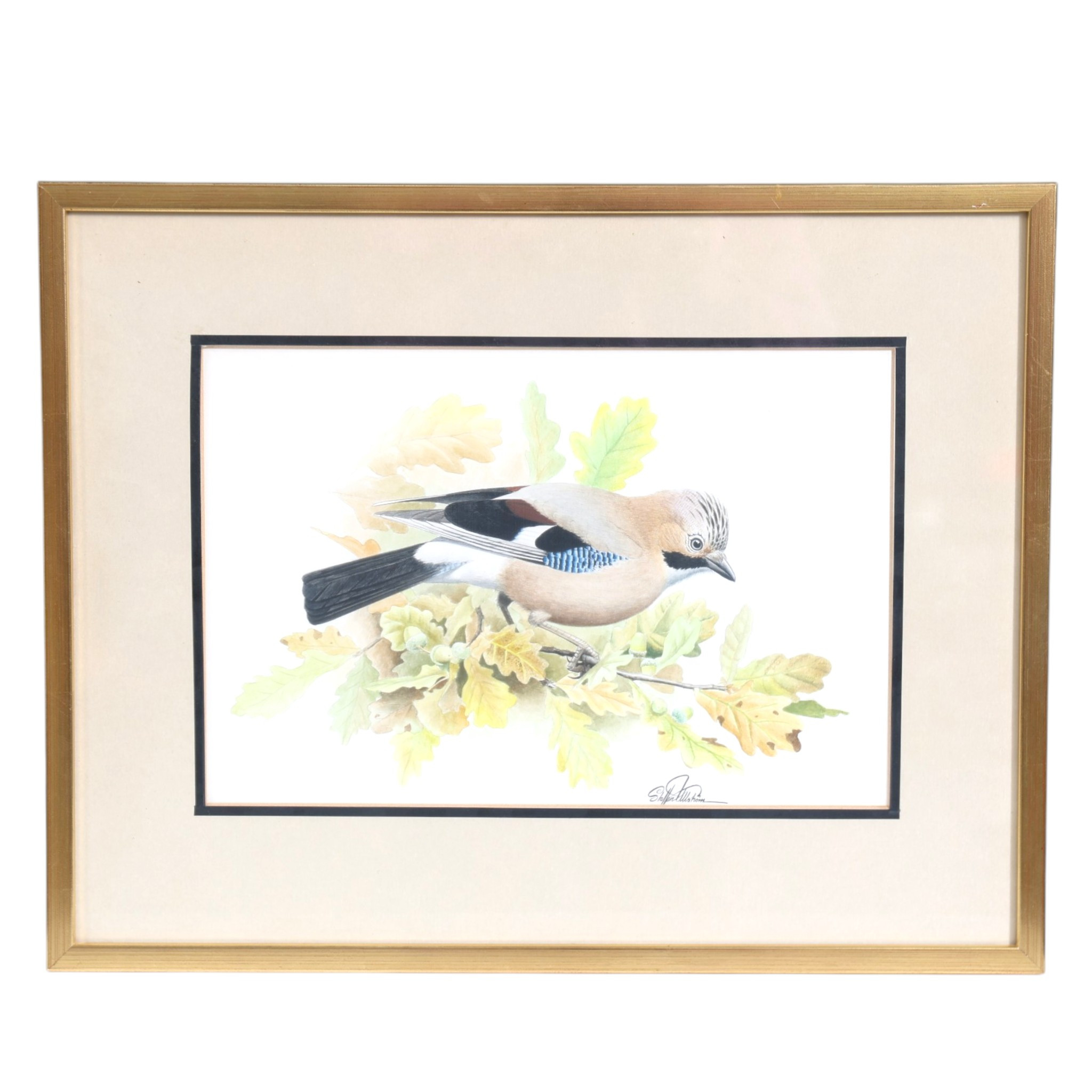 STAFFAN ULLSTRÖM. Nötskrika, akvarell, signerad.