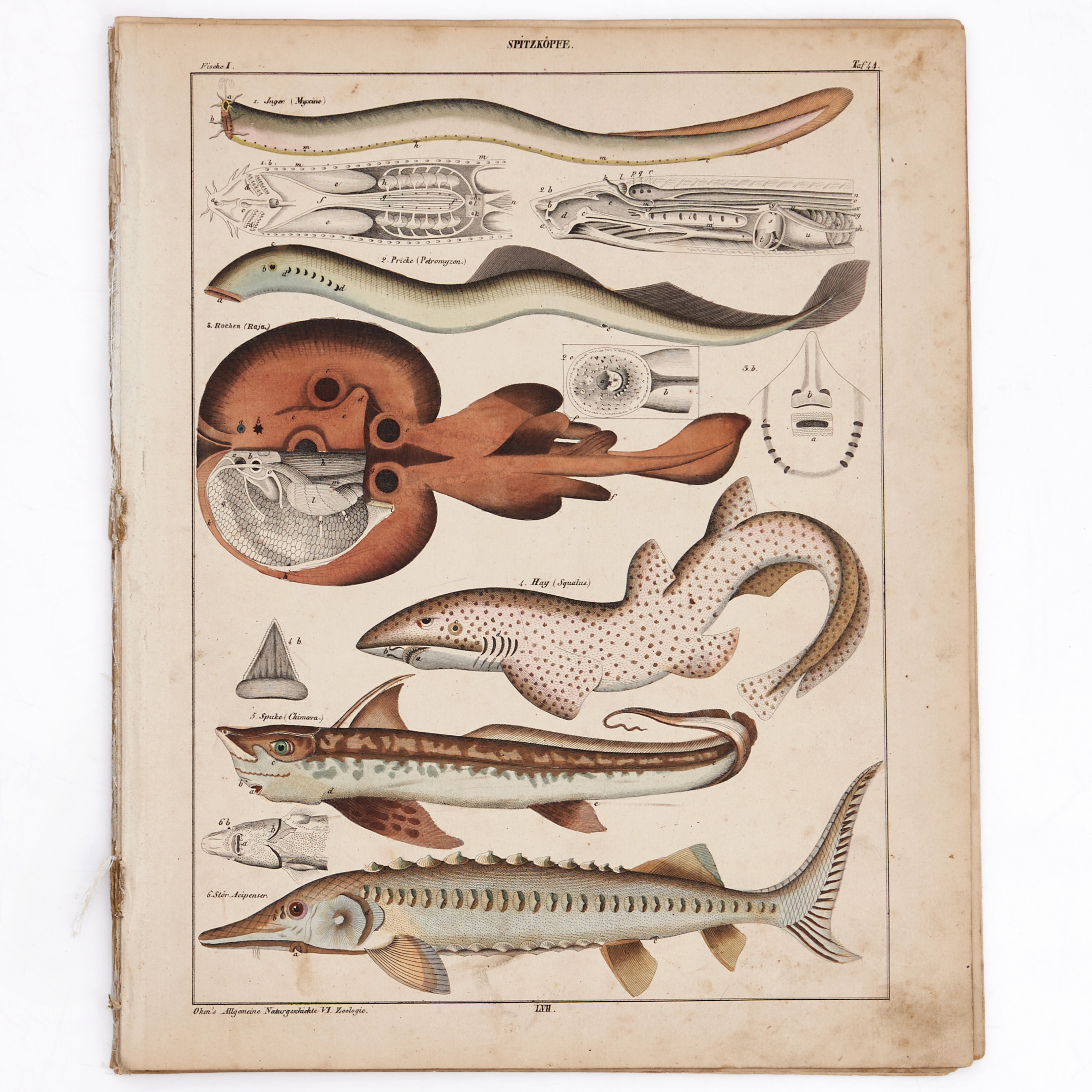 OKEN, (12) illustrationer av fiskar ur "Allgemeine Naturgeschichte für alle Stände", 1843.