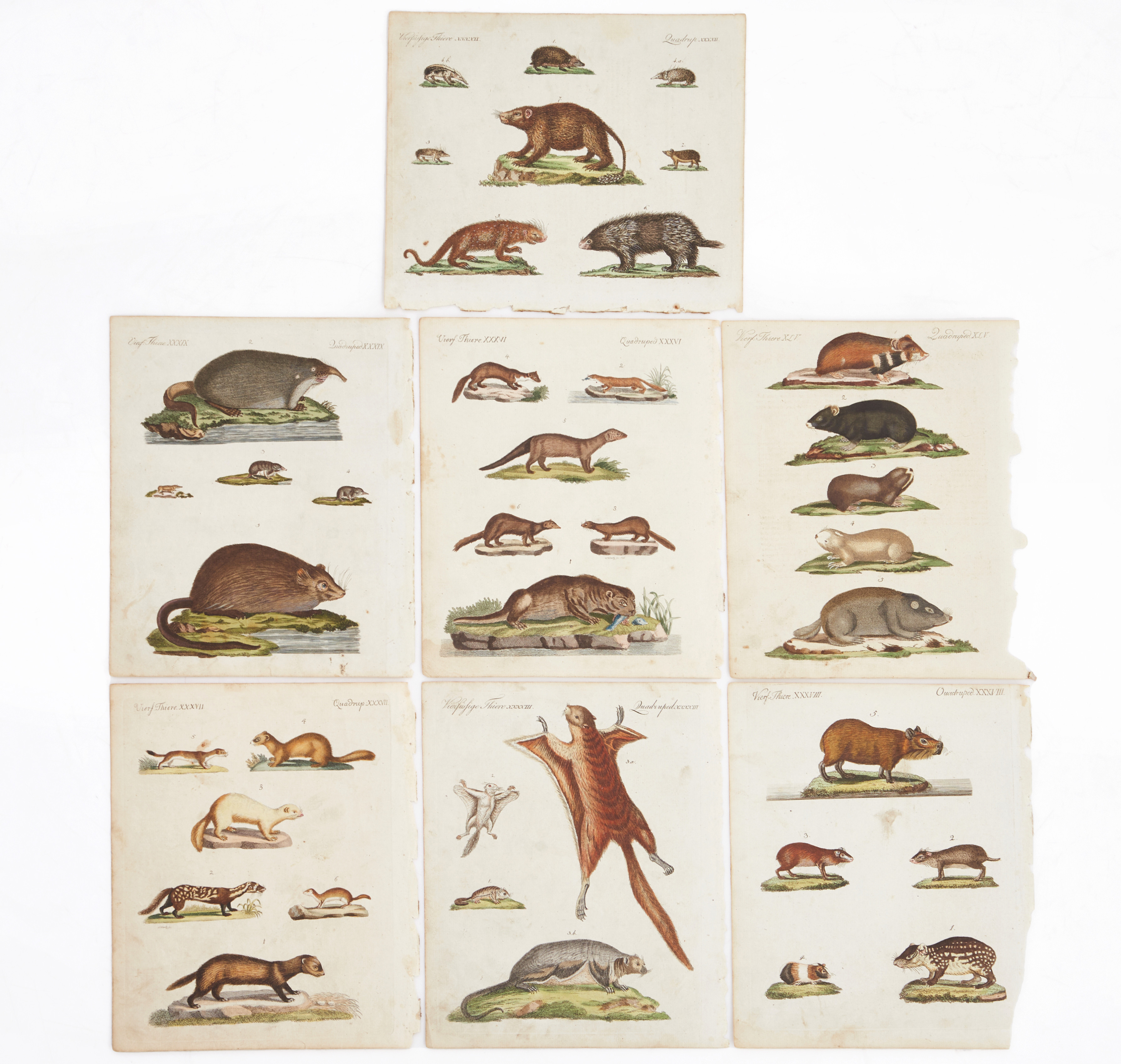 BERTUCH, (7) illustrationer ur "Bilderbuch für Kinder", 1790-1830.
