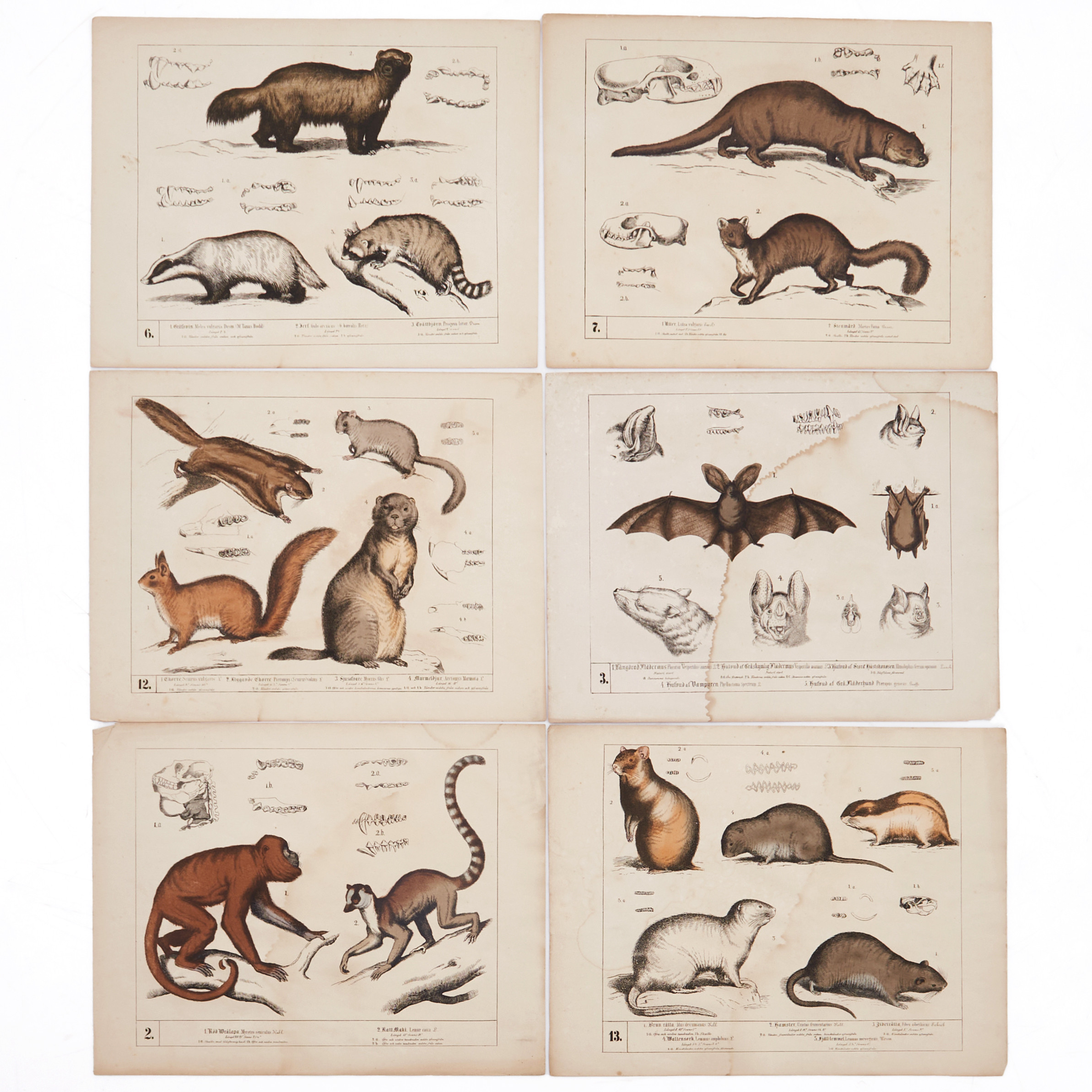 ZOOLOGISKA FÄRGPLANSCHER (13), ur "15 zoologiska planscher till nytta och nöje för alla åldrar", C. H. Fahlstedt, Stockholm (1870).