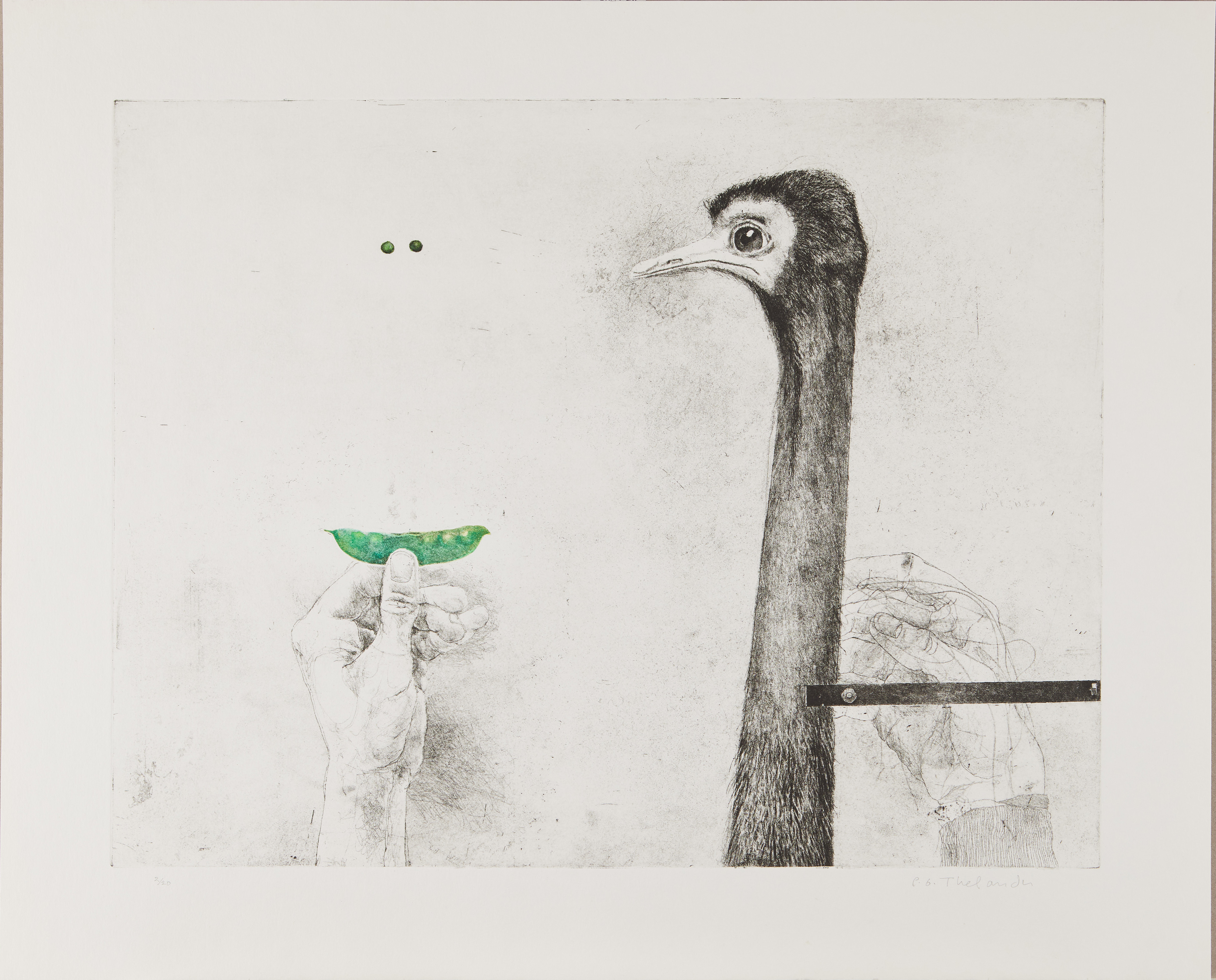 PÄR GUNNAR THELANDER (FÖDD 1936). "Hur att fånga en struts", färgetsning, 1979.