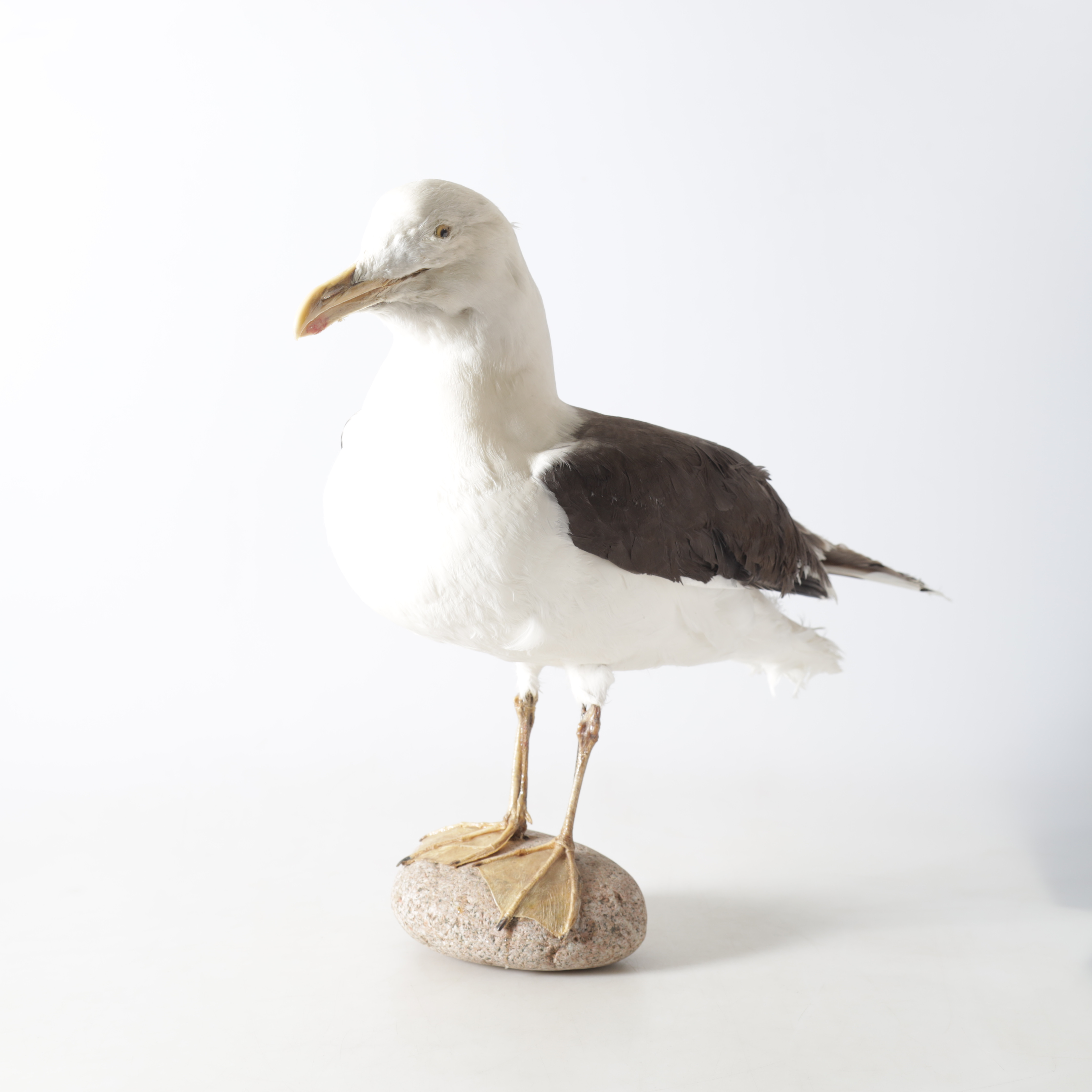 STORTRUT, taxidermi, 1900-tal.