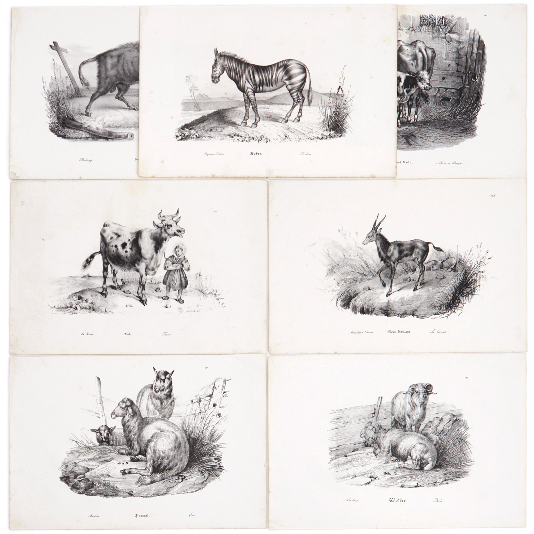 14 ILLUSTRATIONER: FITZINGER, 7 illustrationer ur "Bild-Atlas zur wissenschaftlich-populär Naturgeschichte", 1860. ADAM (efter), 7 litografier, olika djur, 1830/40-tal.