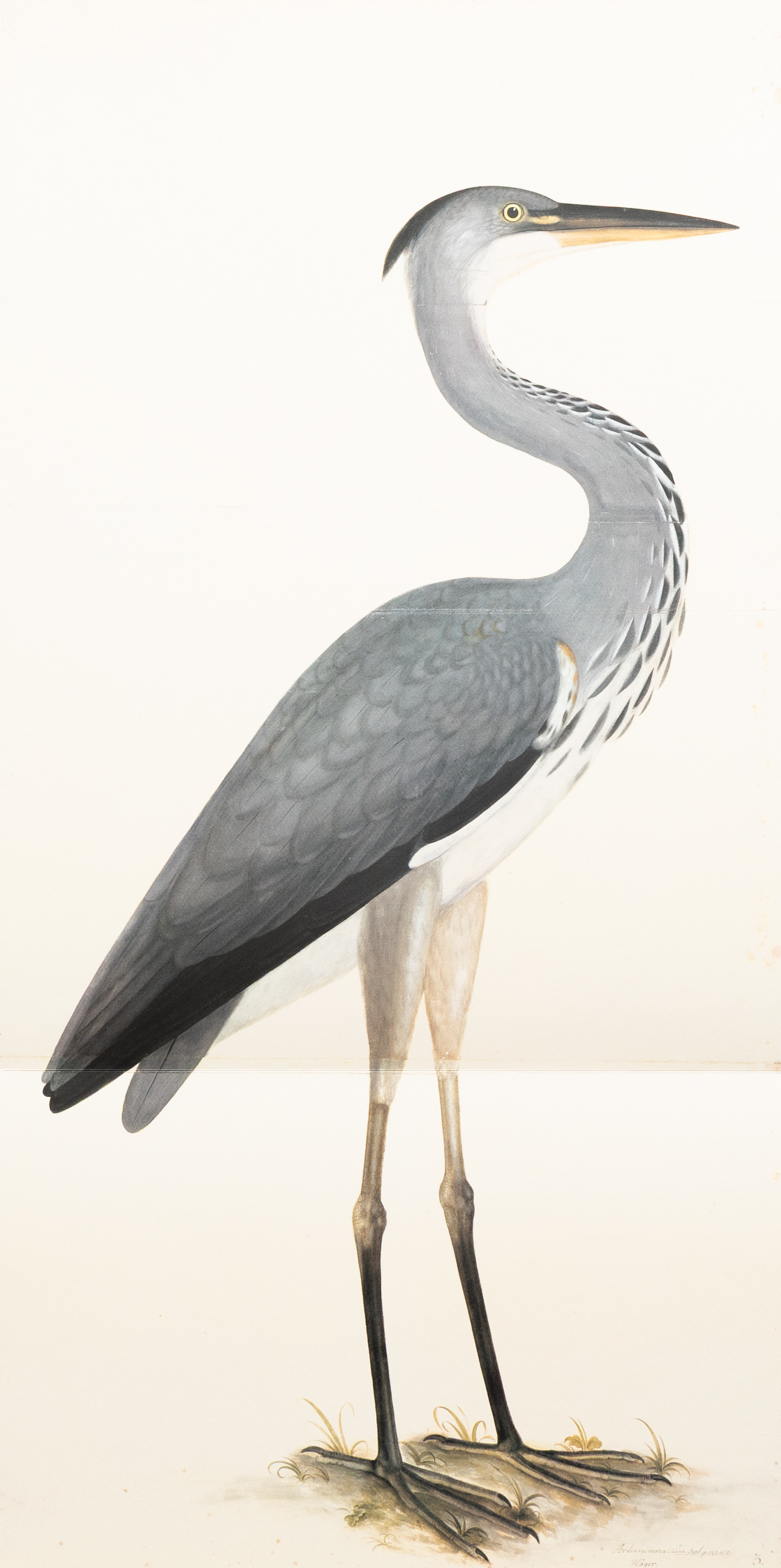 OLOF RUDEBECK. Häger, litografiskt tryck.