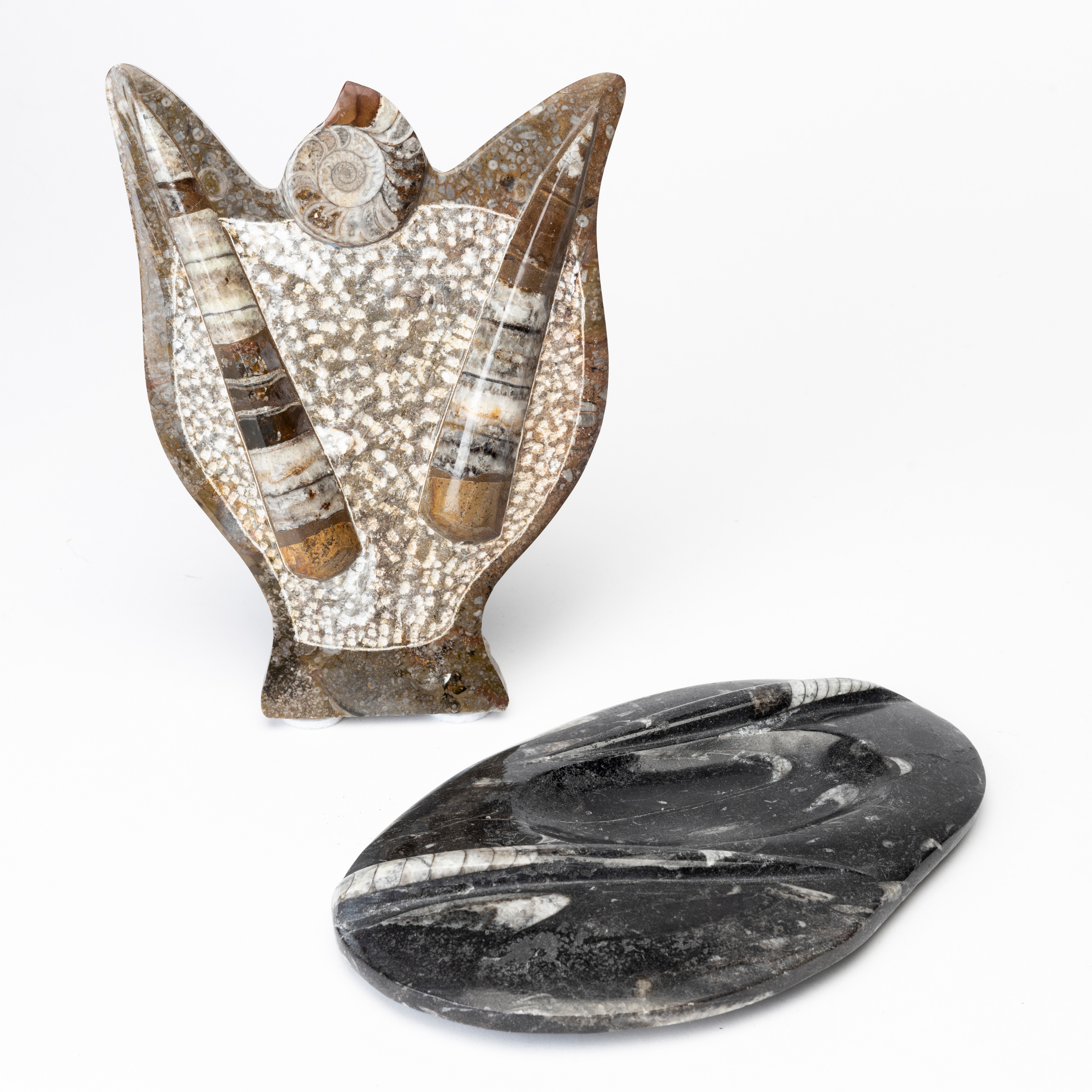 FOSSILER 2 st, Goniatitt Ammonitt, Ortoceratil.