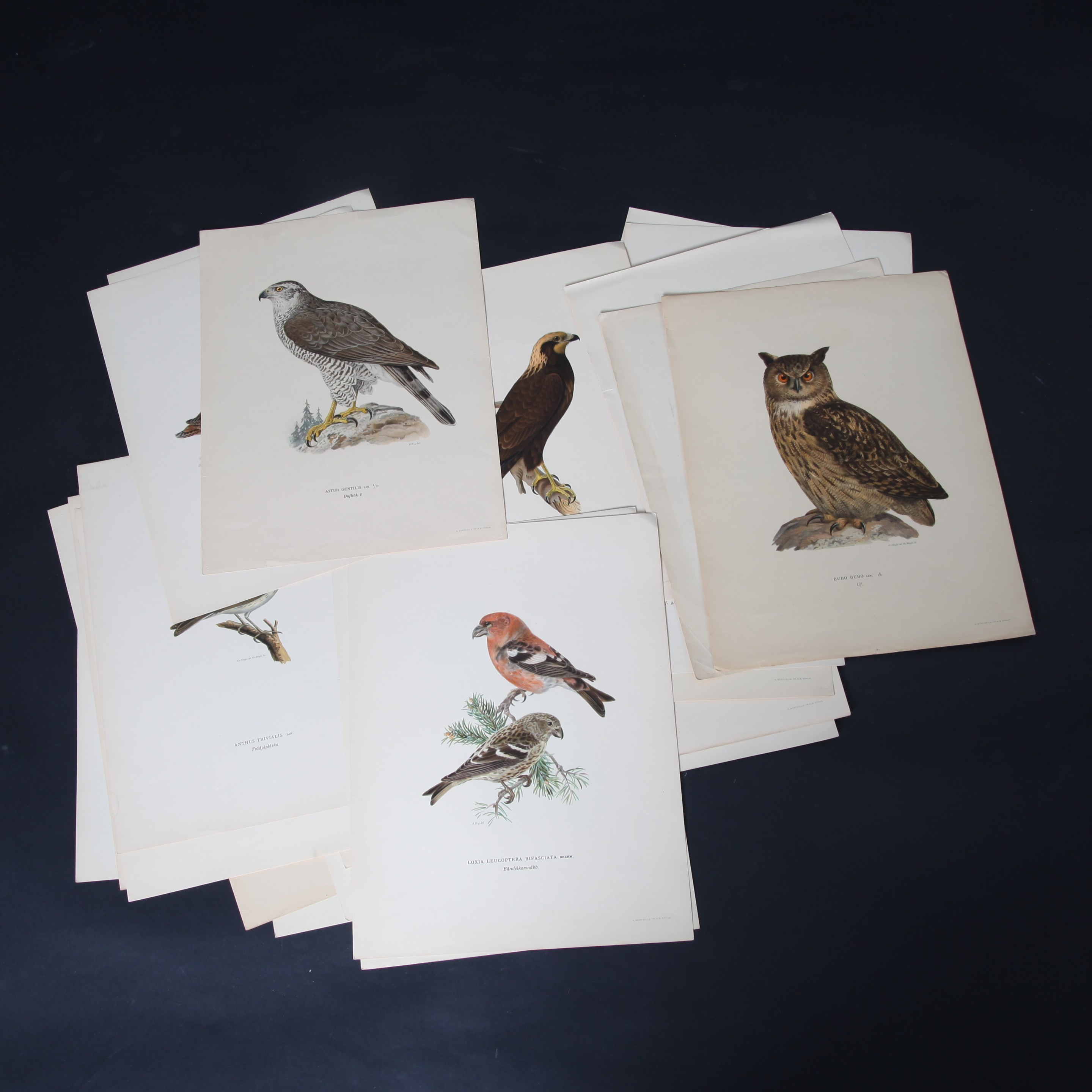 TRYCK, 29 st, ur von Wrights "Svenska fåglar", A. Börtzells, Stockholm.