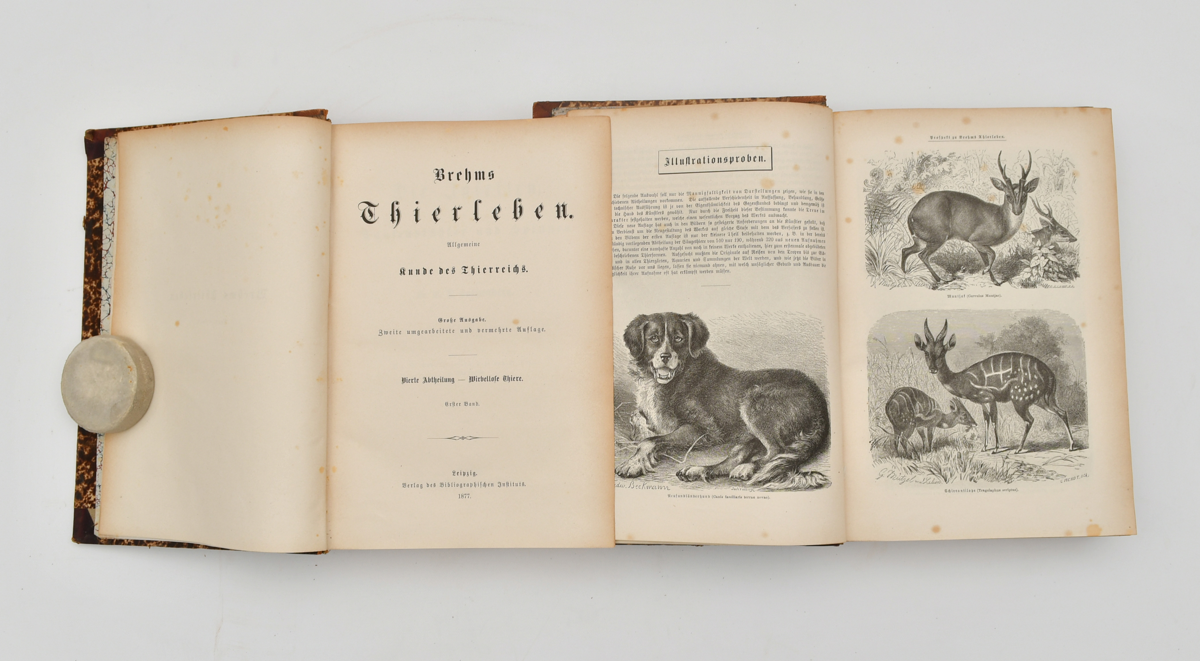 Brehms Thierleben. Allgemeine Kunde des Thierreichs. Große Ausgabe. Zweite (2.) umgearbeitete und vermehrte Auflage. 9 Bände.