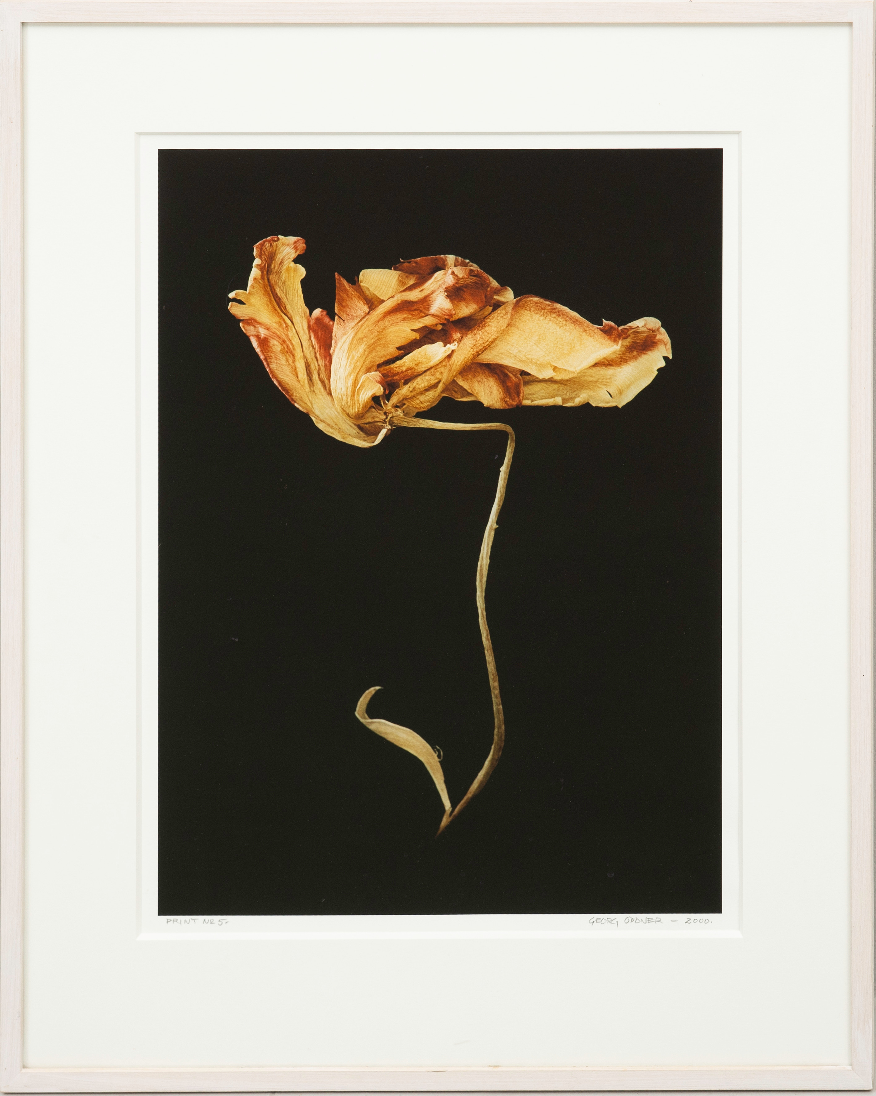 GEORG ODDNER. "Öppet Tempus", nr:1, print nr: 5, signerat och darerat, 2000, samt à tergo 2004.