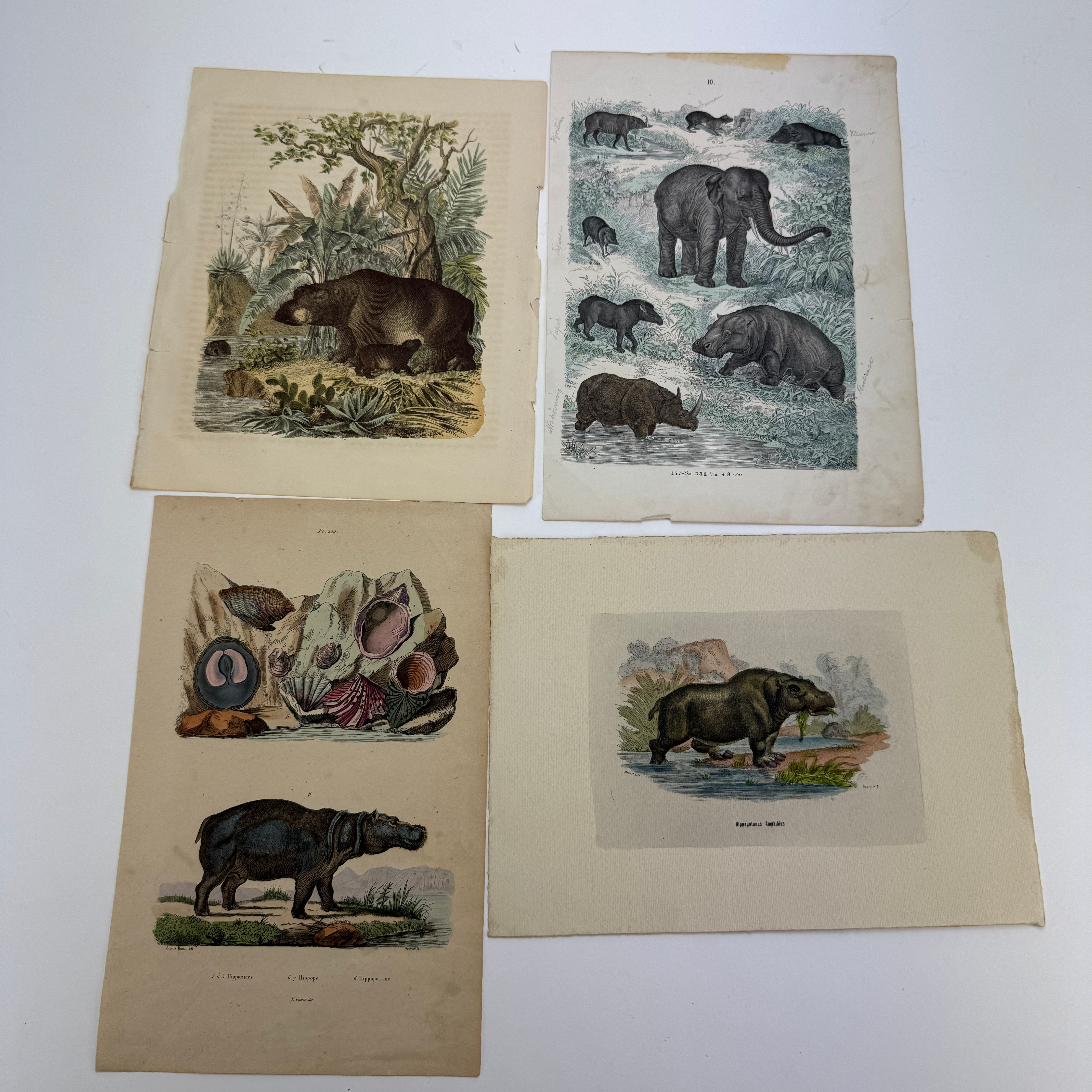 GRAFISKA BLAD, 4 st, flodhästar, 1800/1900-tal.