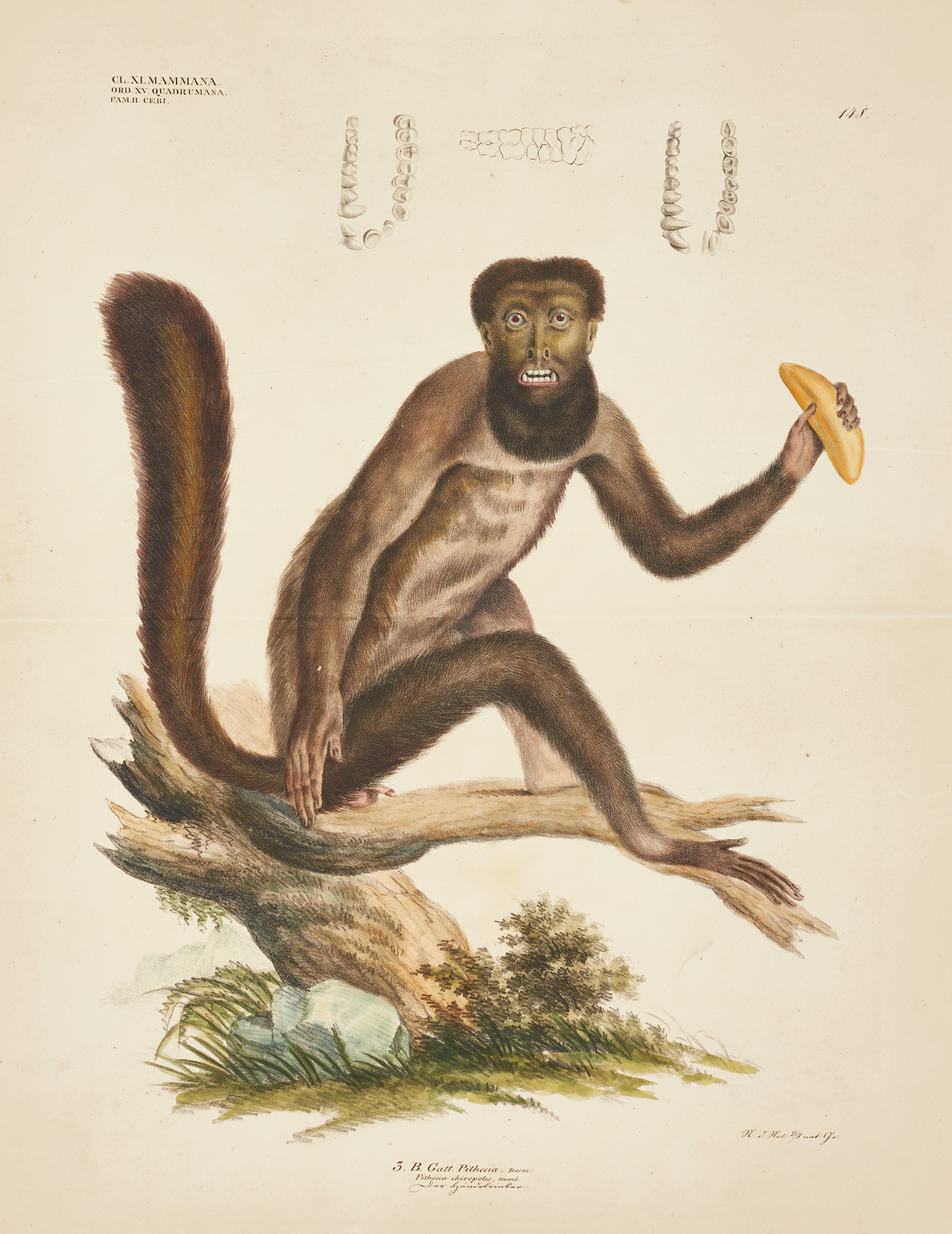 GOLDFUSS, illustration av plymsvansapa ur "Naturhistorischer Atlas", 1824-43.