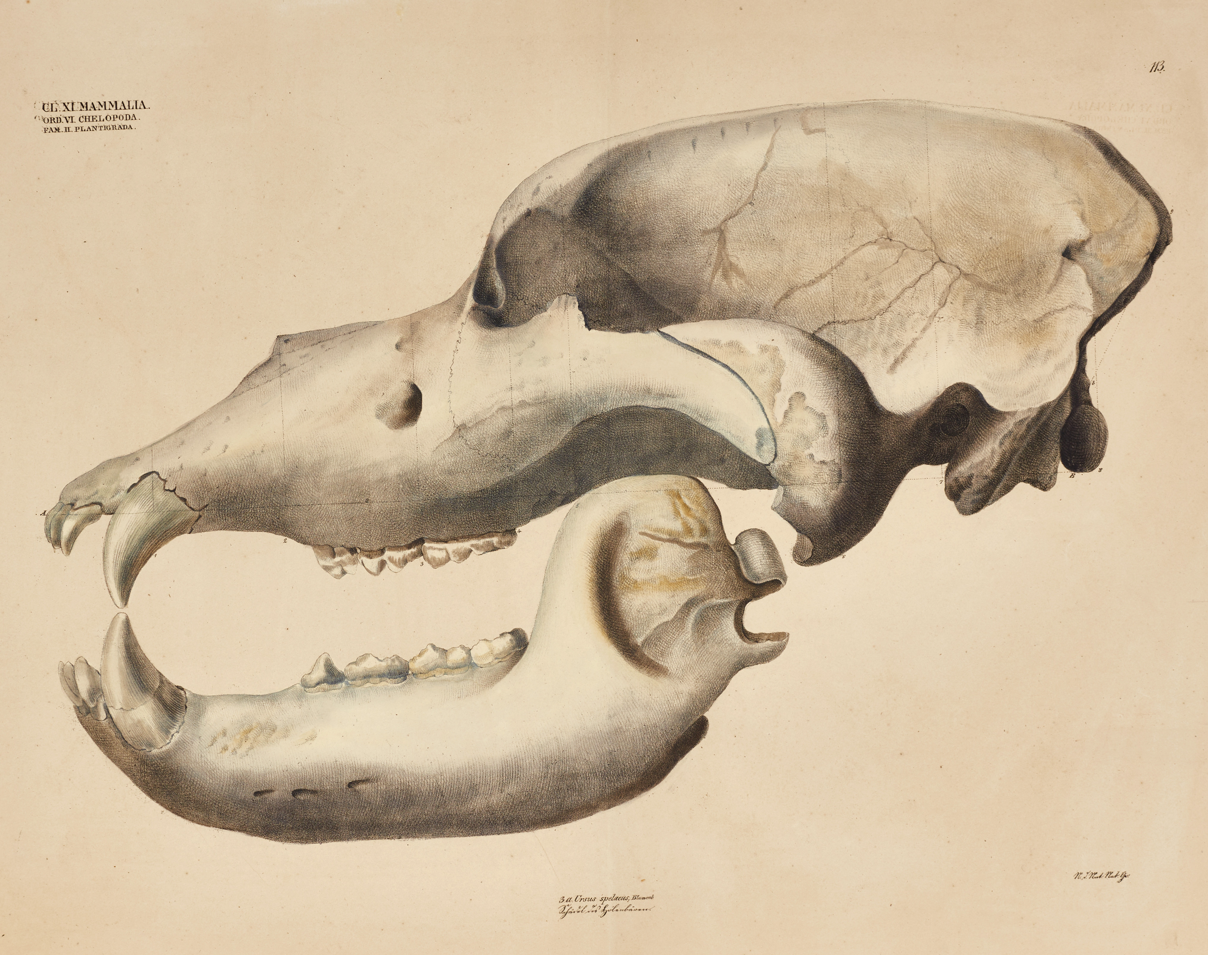 GOLDFUSS, illustration av björnkranium ur "Naturhistorischer Atlas", 1824-43.
