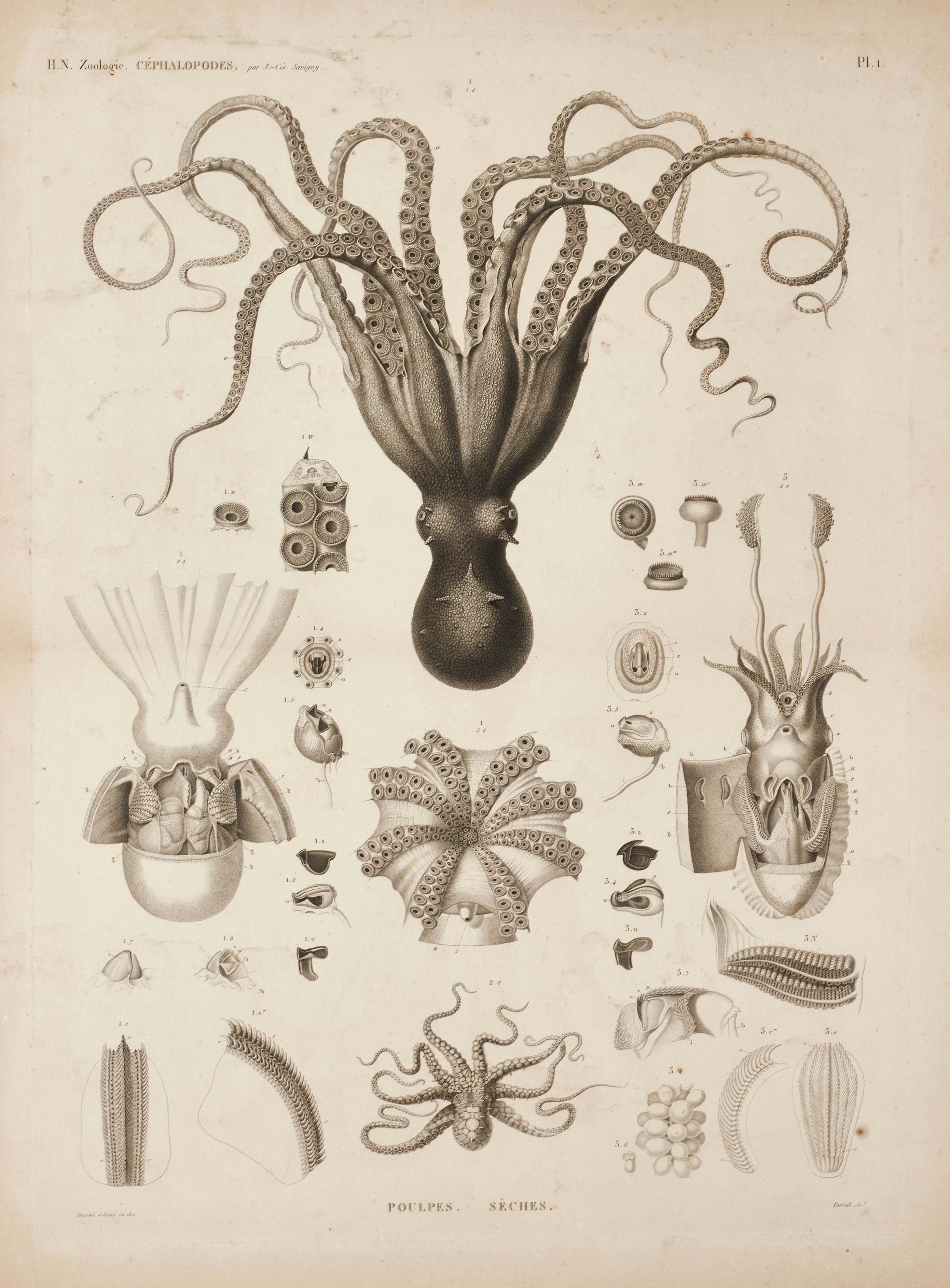 JOMARD, (2) illustrationer av bläckfisk och krabbor, ur "Description de l'Égypte, Second Édition", 1826.