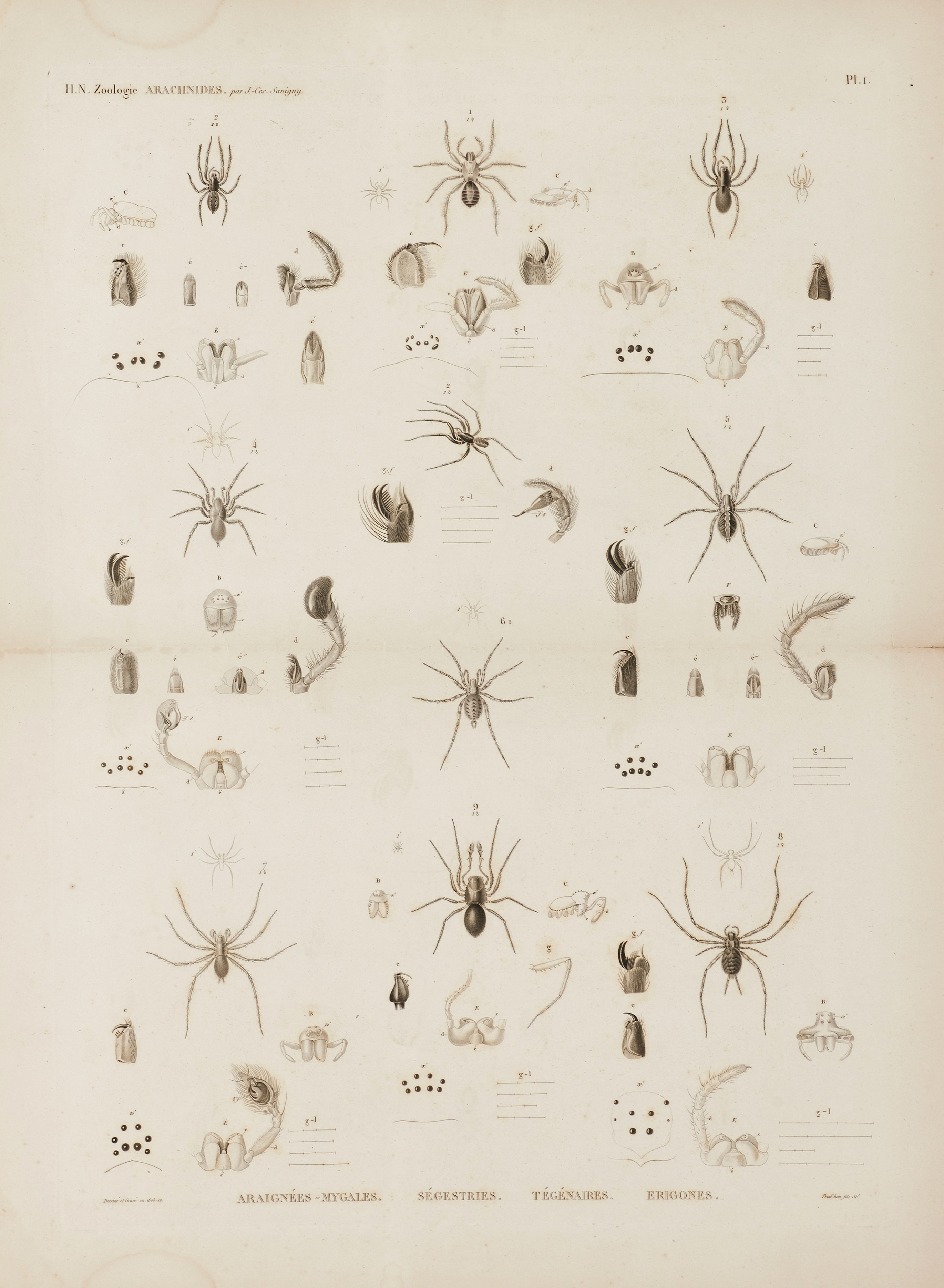 JOMARD, illustration av spindlar, ur "Description de l'Égypte, Second Édition", 1826.