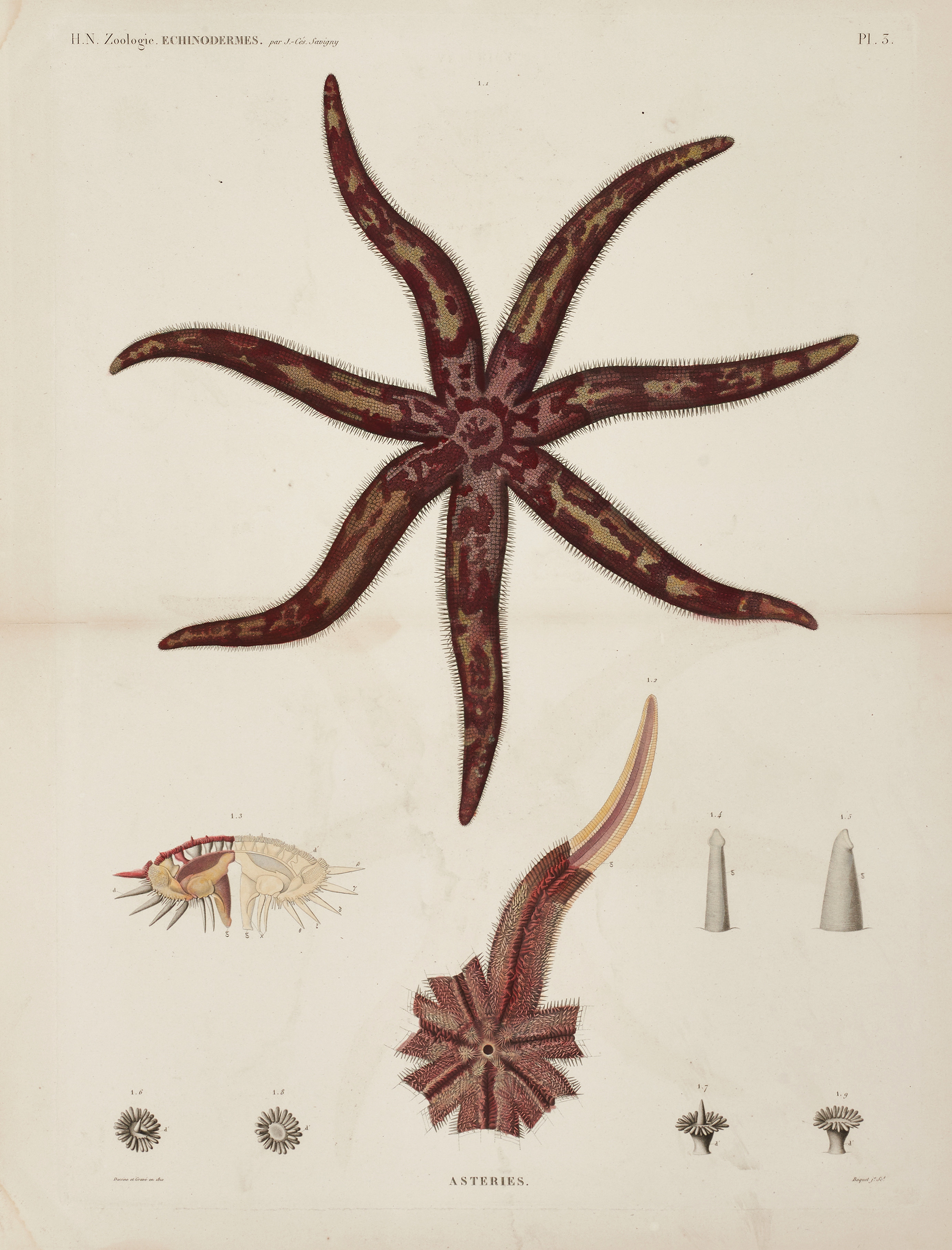 JOMARD, illustration av sjöstjärna, ur "Description de l'Égypte, Second Édition", 1826.