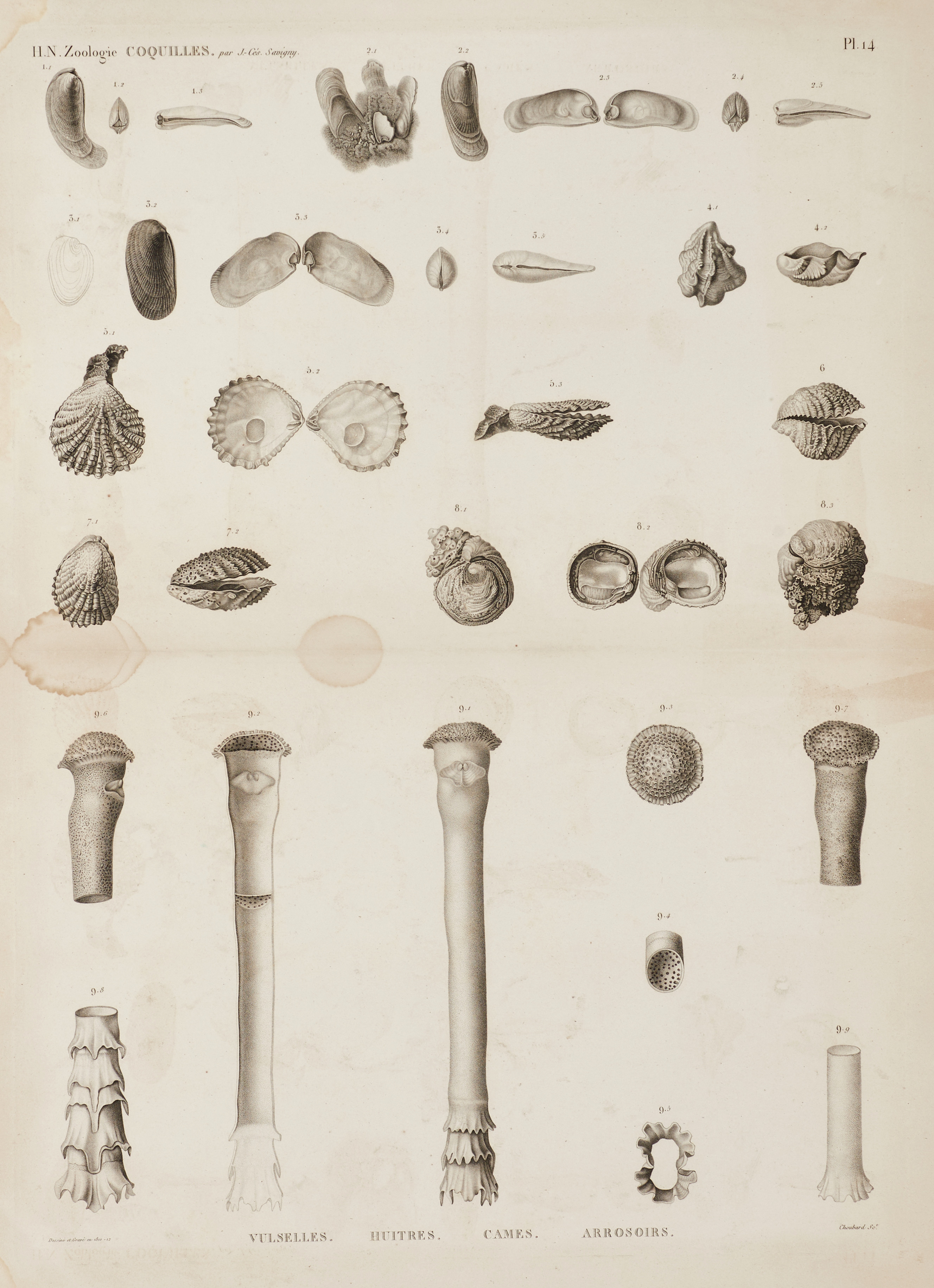 JOMARD, (3) illustrationer av sjögurkor, nässeldjur och musslor, ur "Description de l'Égypte, Second Édition", 1826.