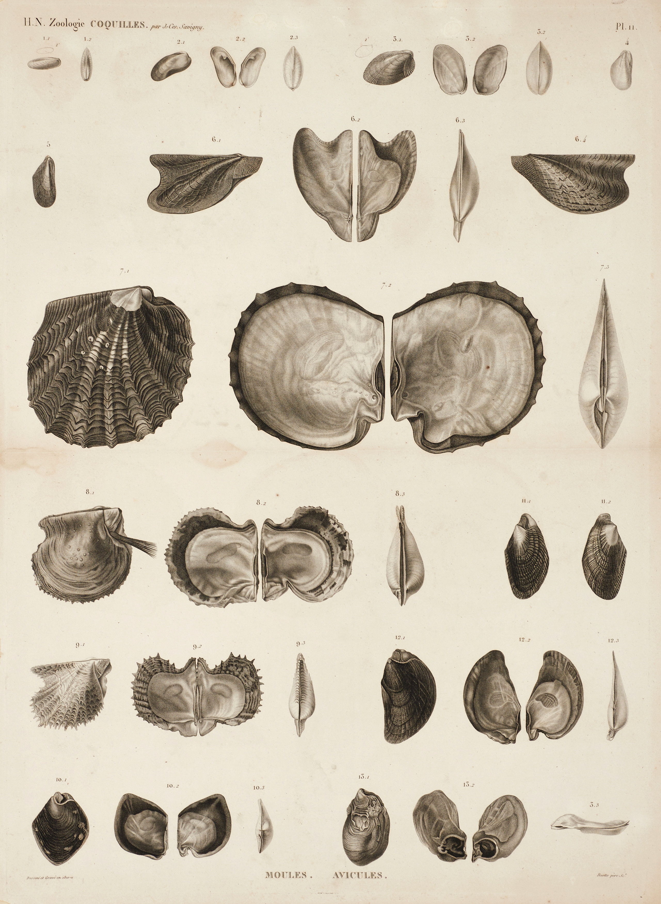 JOMARD, (2) illustrationer av snäckor och musslor, ur "Description de l'Égypte, Second Édition", 1826.