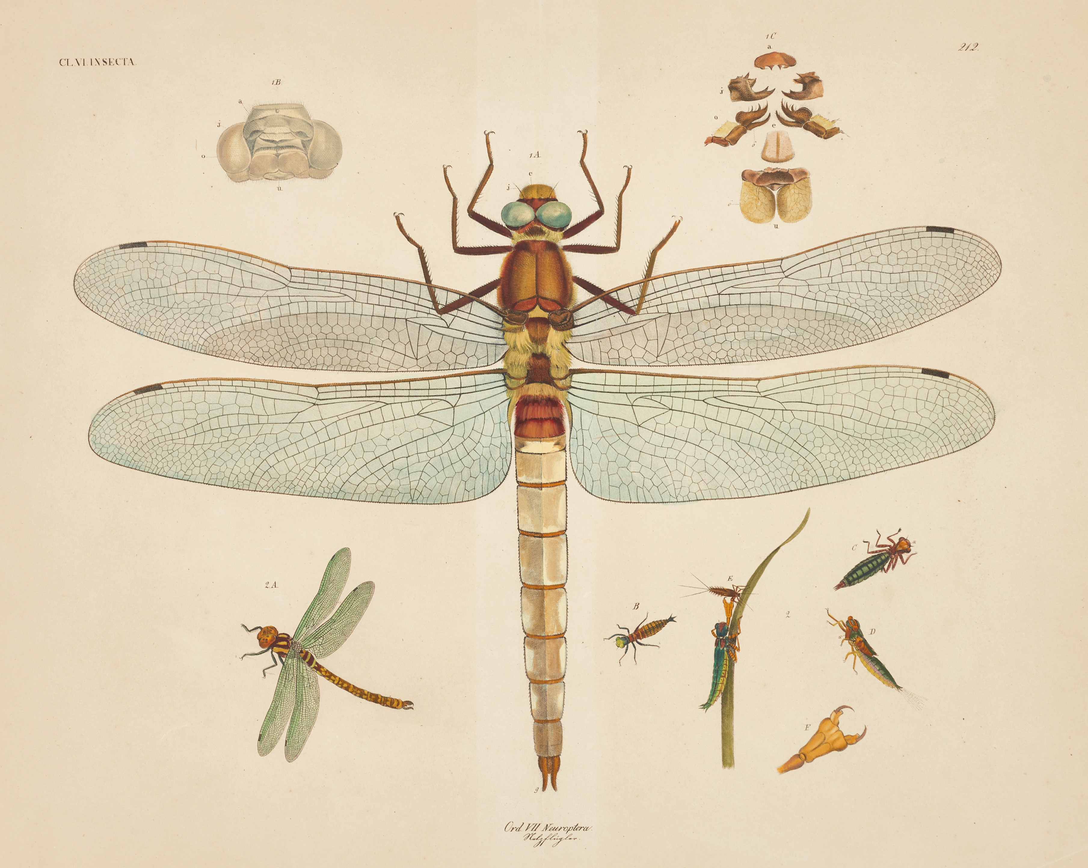 GOLDFUSS, (2) illustration av gräshoppa och trollslända, ur "Naturhistorischer Atlas", 1824-43.
