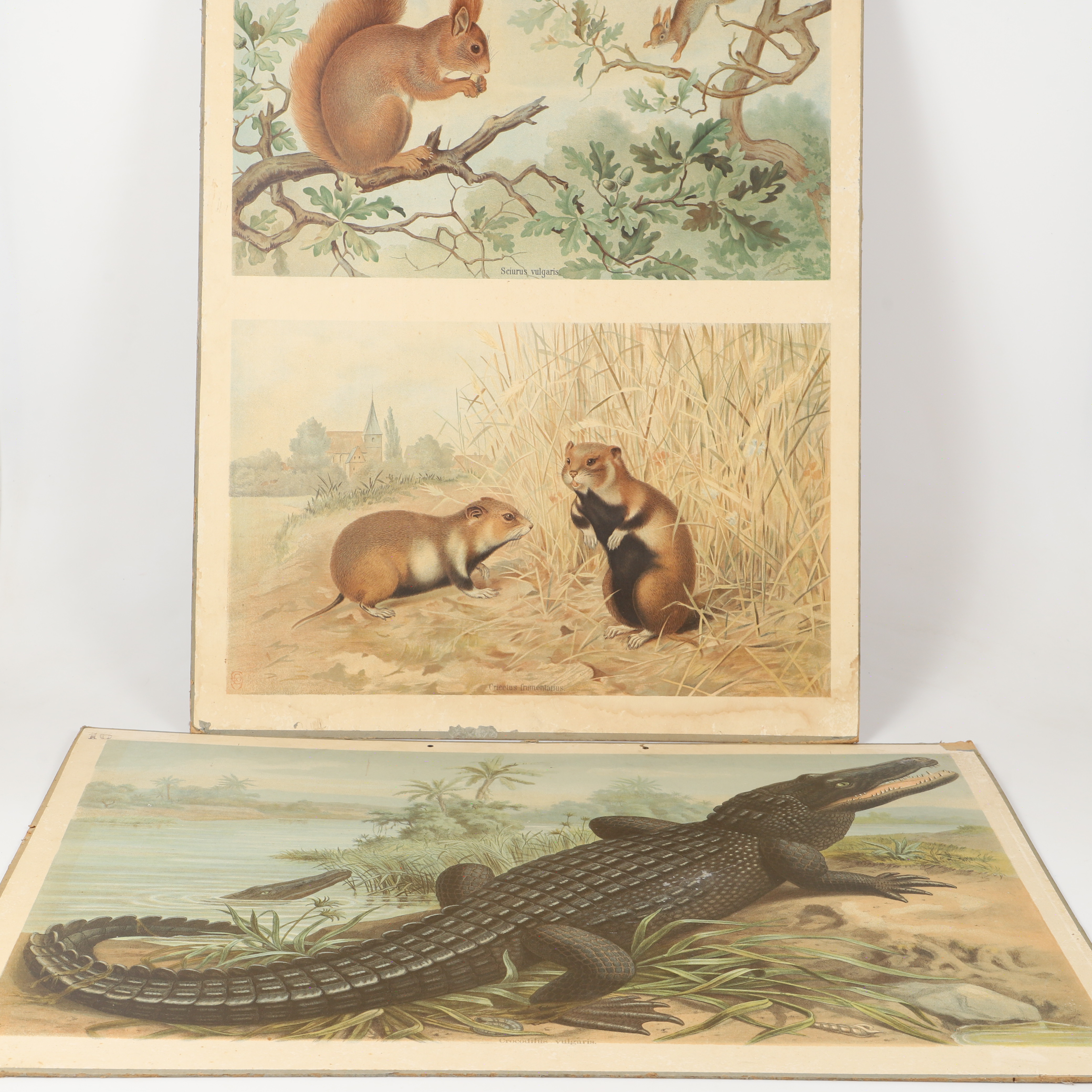 SKOLPLANSCHER, 2 stycken, gnagare samt krokodil, 1900-tal.