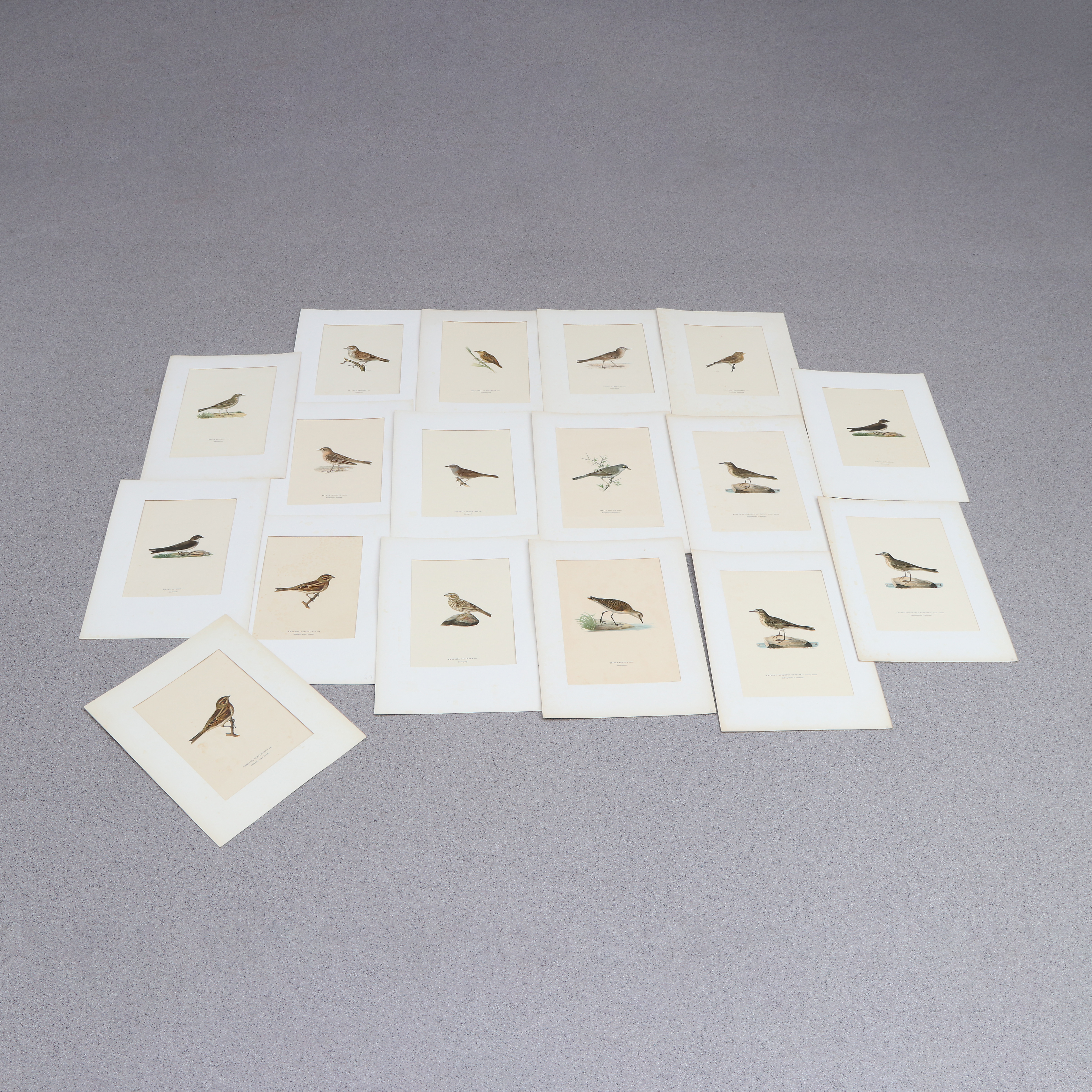 LITOGRAFIER, 17 ST, VON WRIGHT, UR "SVENSKA FÅGLAR".