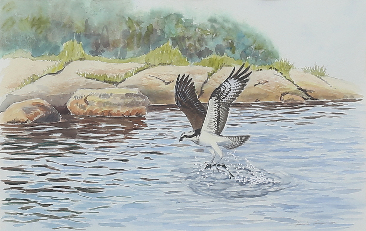 FREDRIK JERNER. Akvarell, Fiskgjuse, signerad, daterad -05.