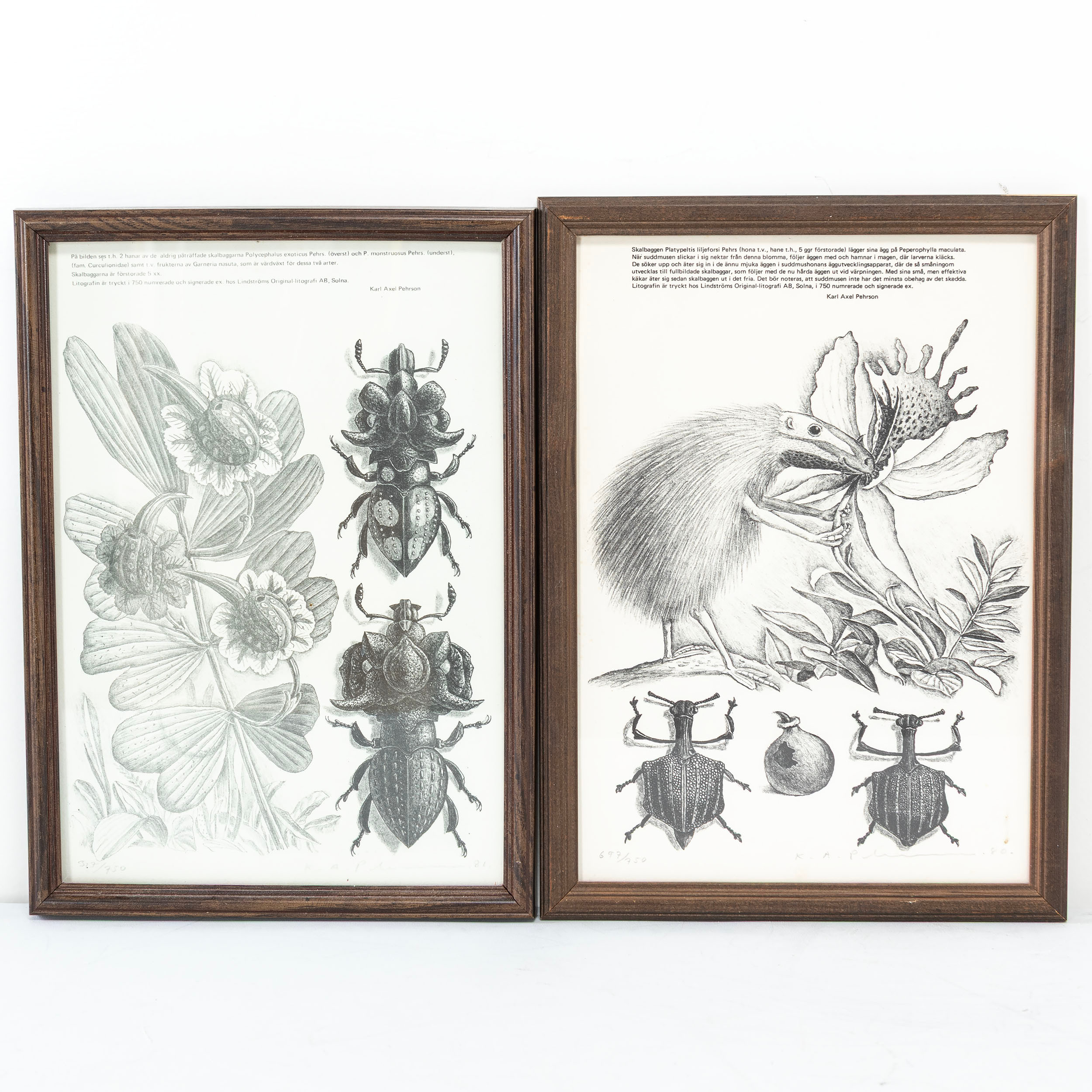 KARL AXEL PEHRSON. Insekter, litografier, 2 st, signerade och daterade samt numrerade.