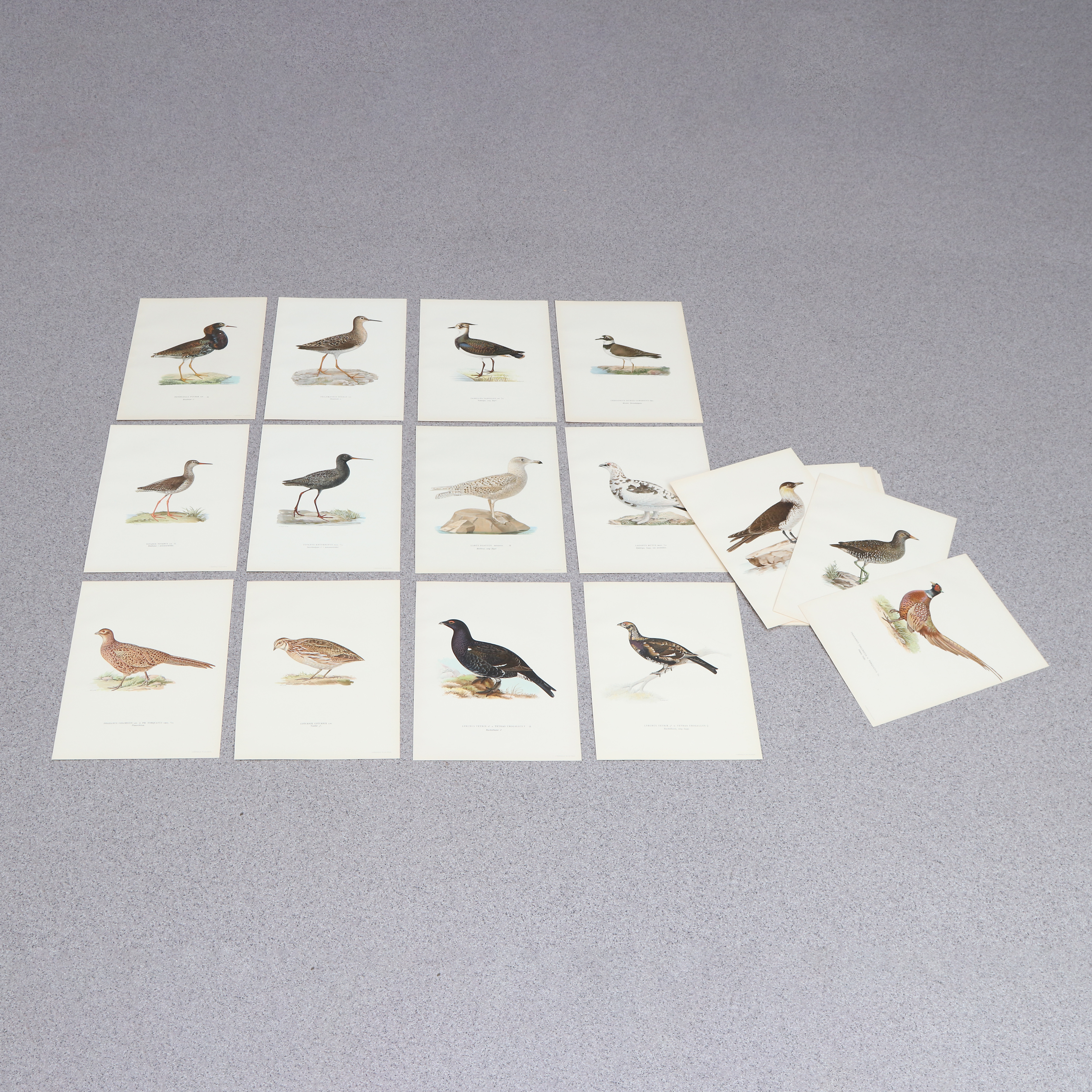 BRÖDERNA WRIGHT. Litografier, 25 st. Svenska Fåglar.