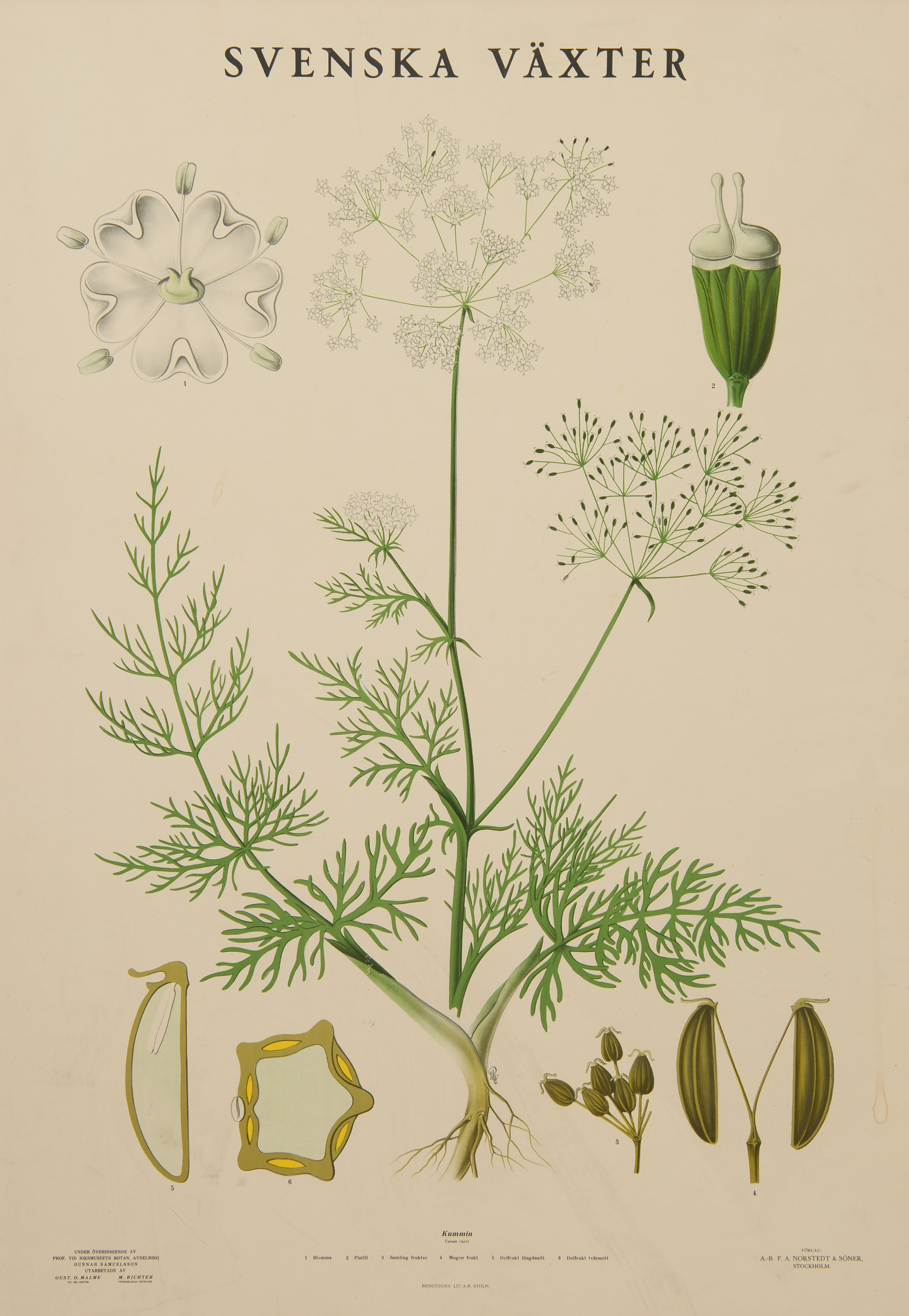 SKOLPLANSCH, "Svenska Växter", P. A. Nordstedt & Söner.