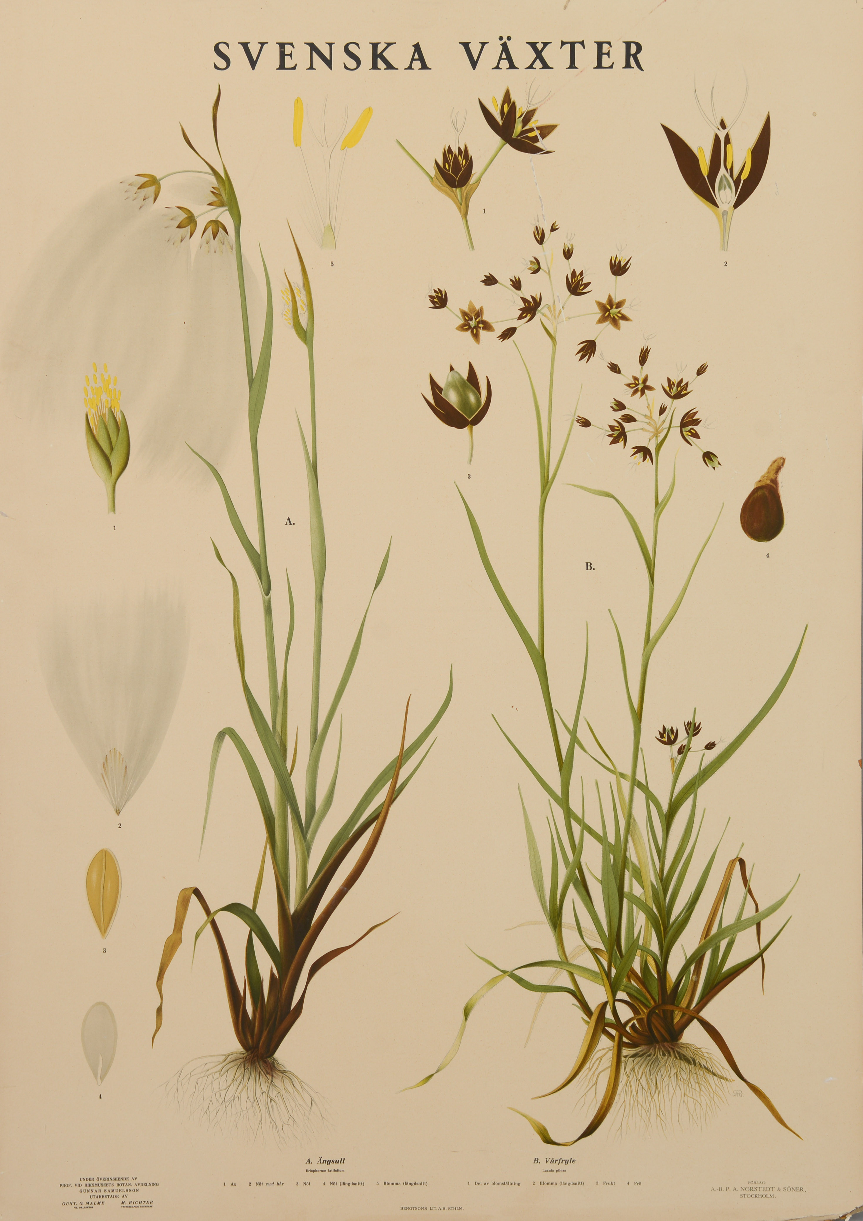 SKOLPLANSCH, "Svenska växter", P.A. Nordstedt & Söner.