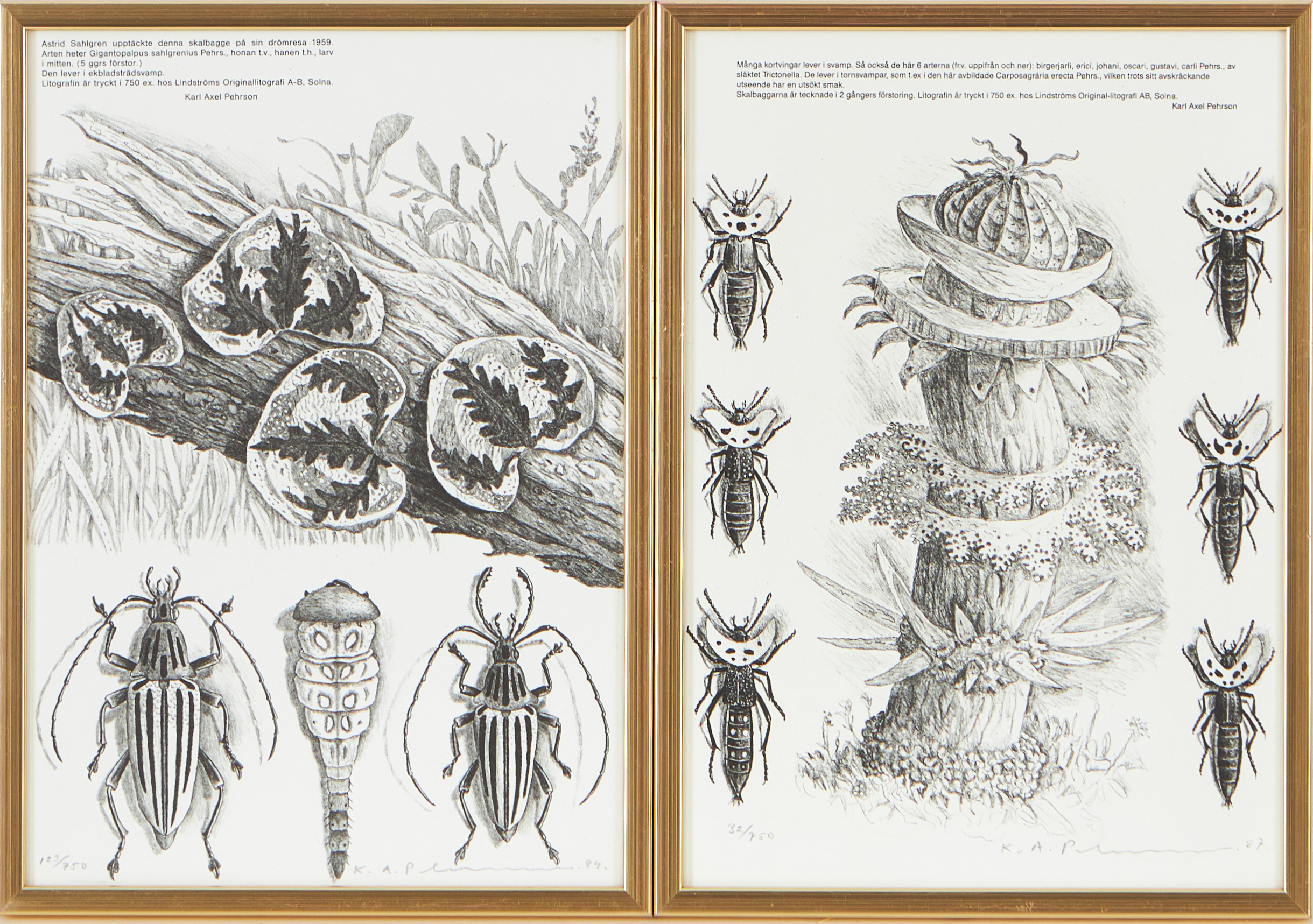 KARL AXEL PEHRSON. (12), Insekter, litografier, numrerade, signerade och daterade, svartvitt.