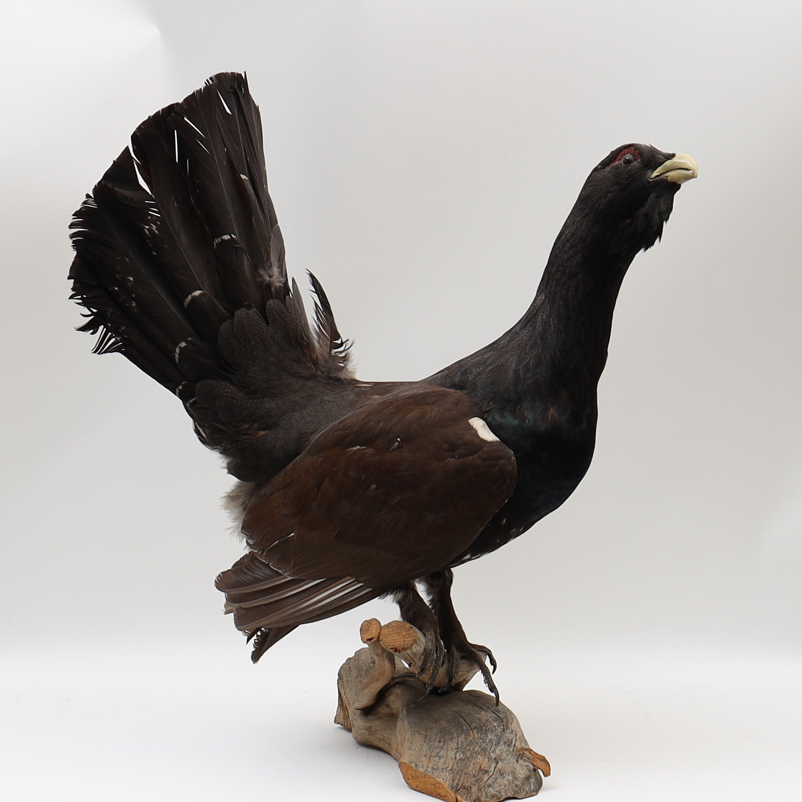 JAKTTROFÉ, Tjäder, monterad på trädgren.