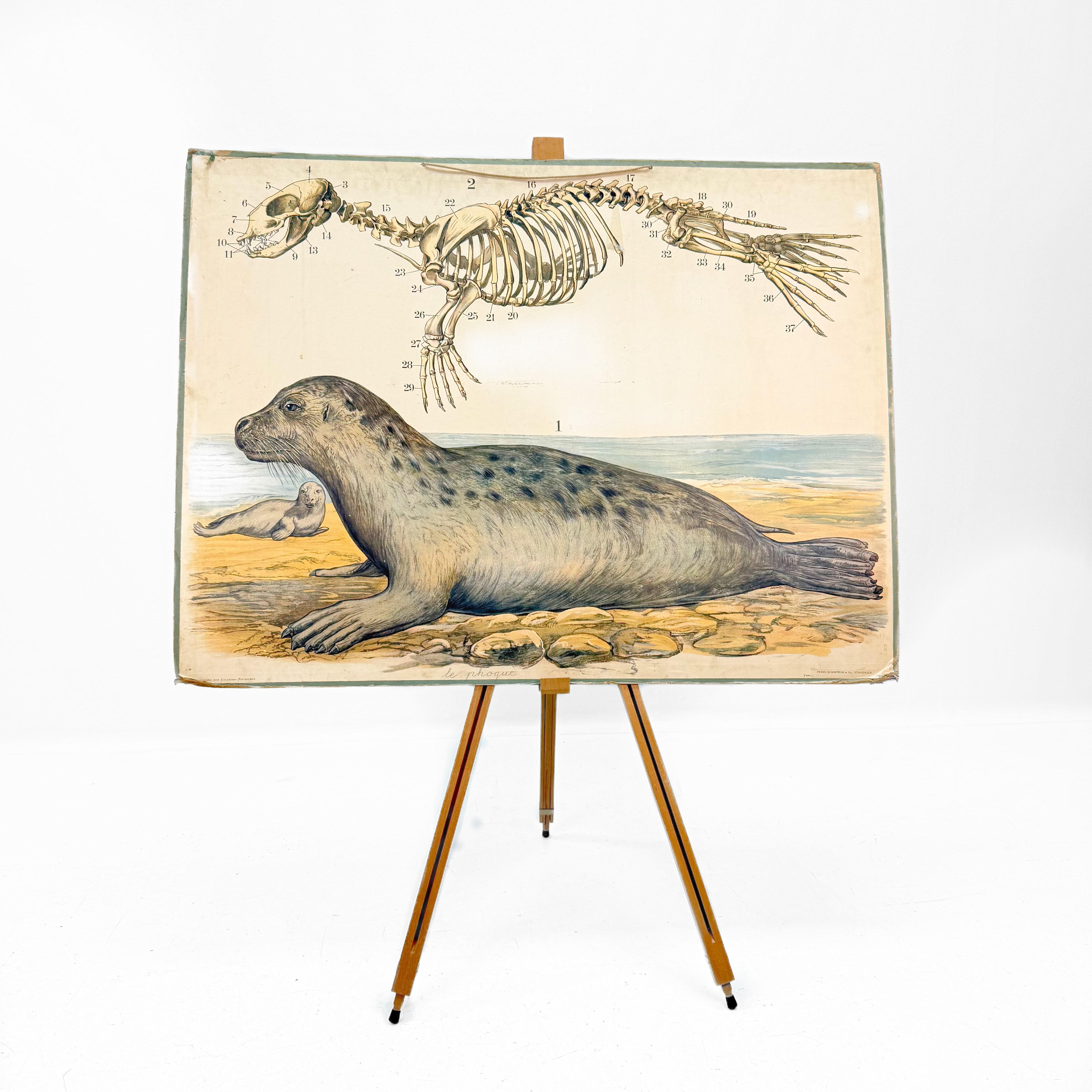 SKOLAFFISCH, knubbsäl,, Frans Svanström & Co Stockholm.