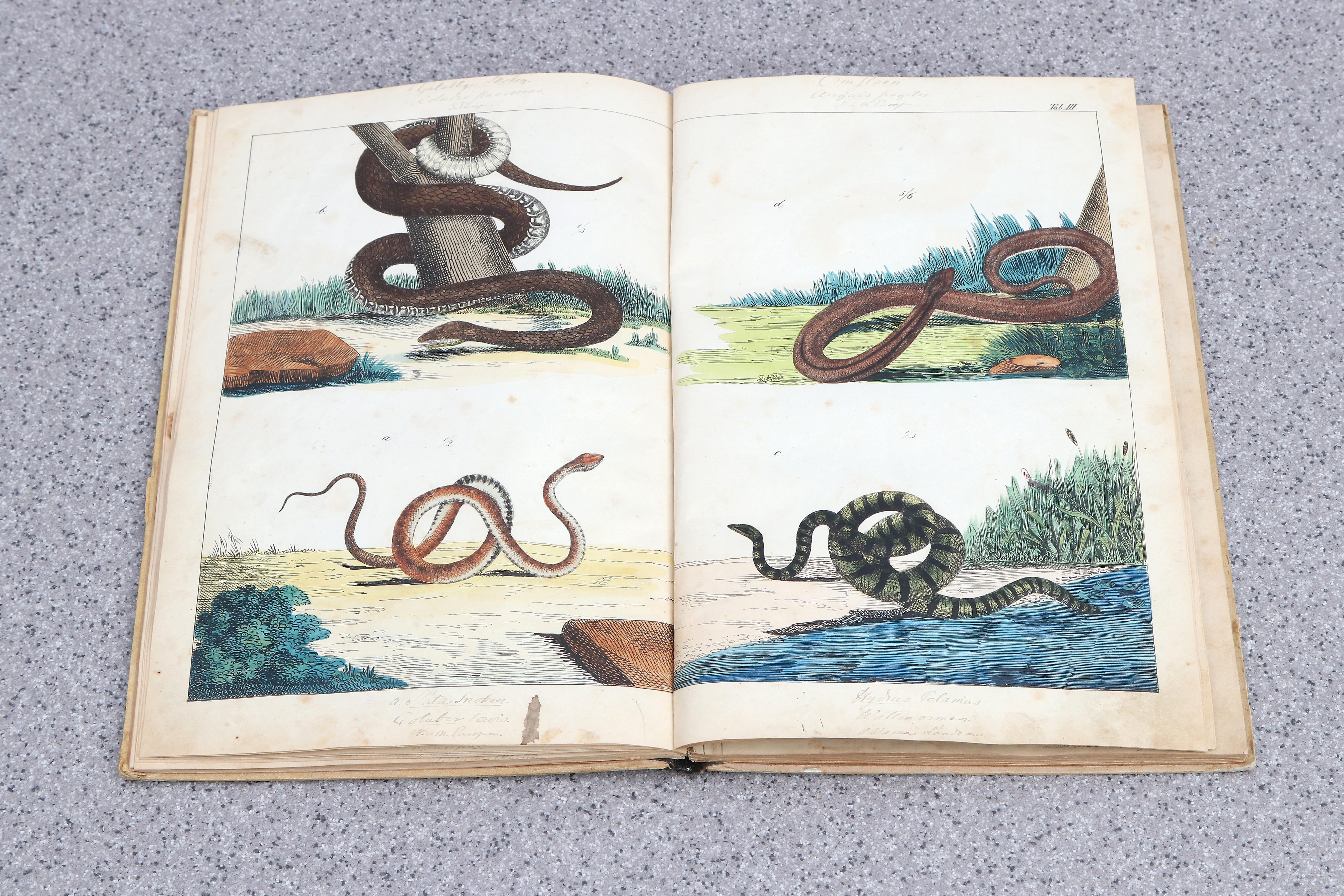 GOTTHILF HEINRICH VON SCHUBERT. BOK. Naturgeschichte der Amphibien, Fische, Weich- und Schaalenthiere, Insekten, Würmer und Strahlenthiere. München 1854. Innehållande handkolorerade kopparstick.