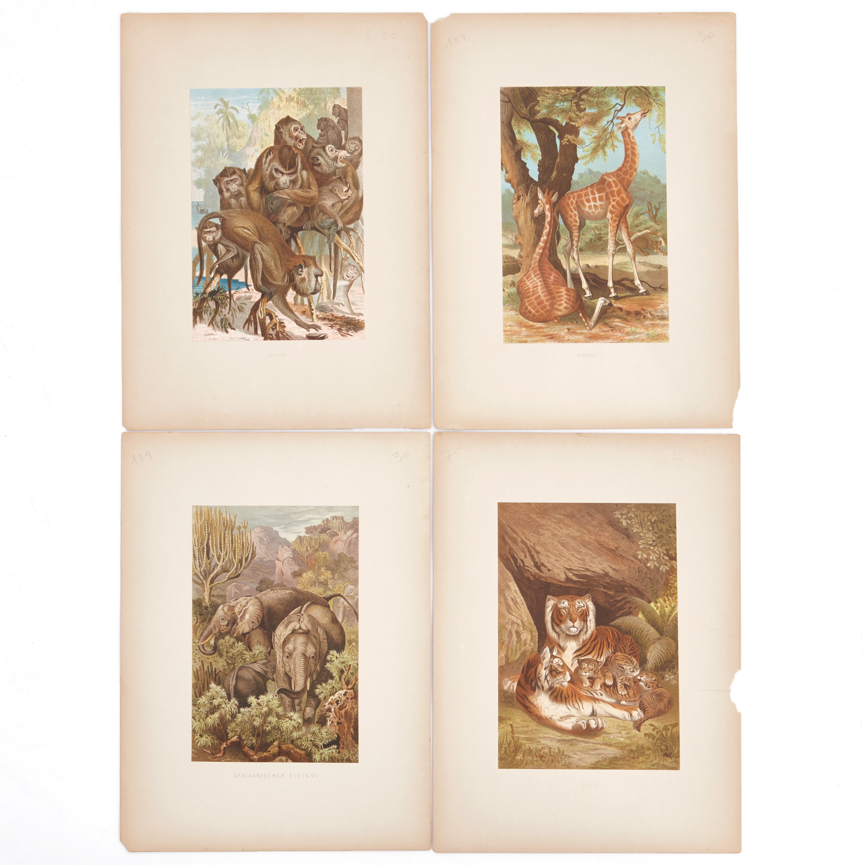 BREHM, Illustrationer (51), ur "Brehms Tierleben", 1873-78.