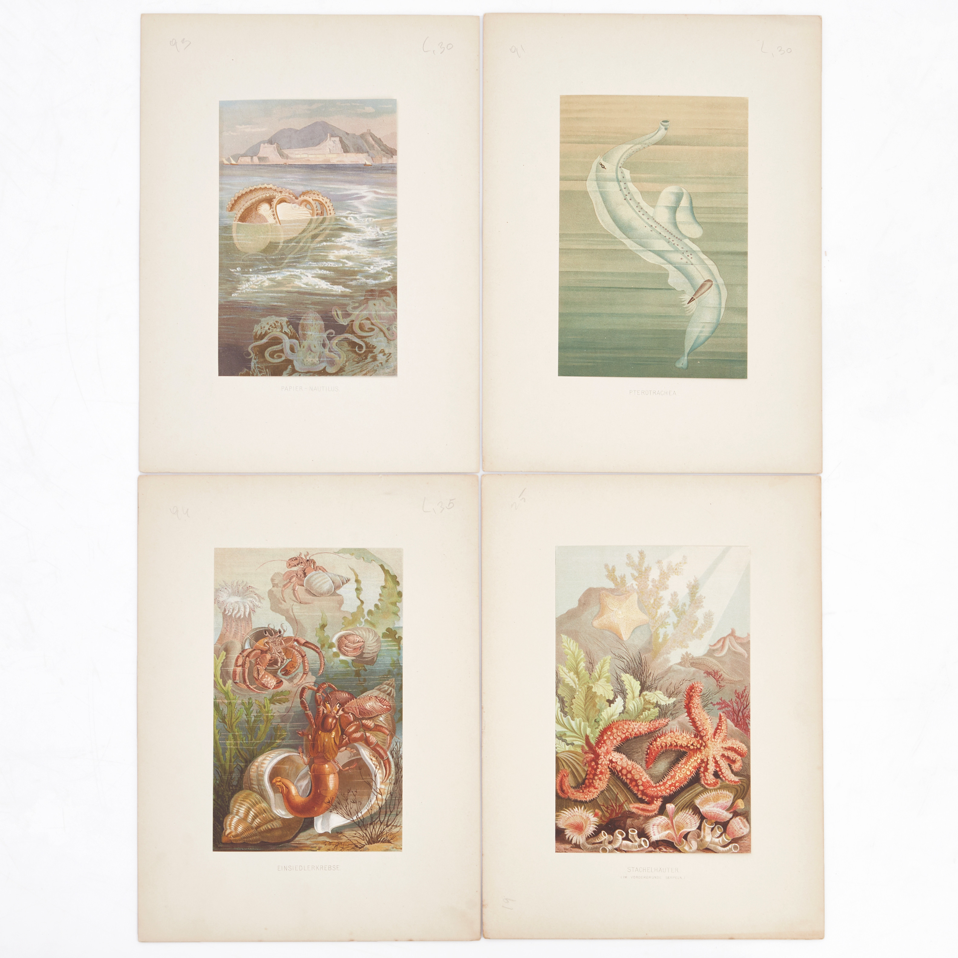 BREHM, Illustrationer (62), ur "Brehms Tierleben", 1873-78.