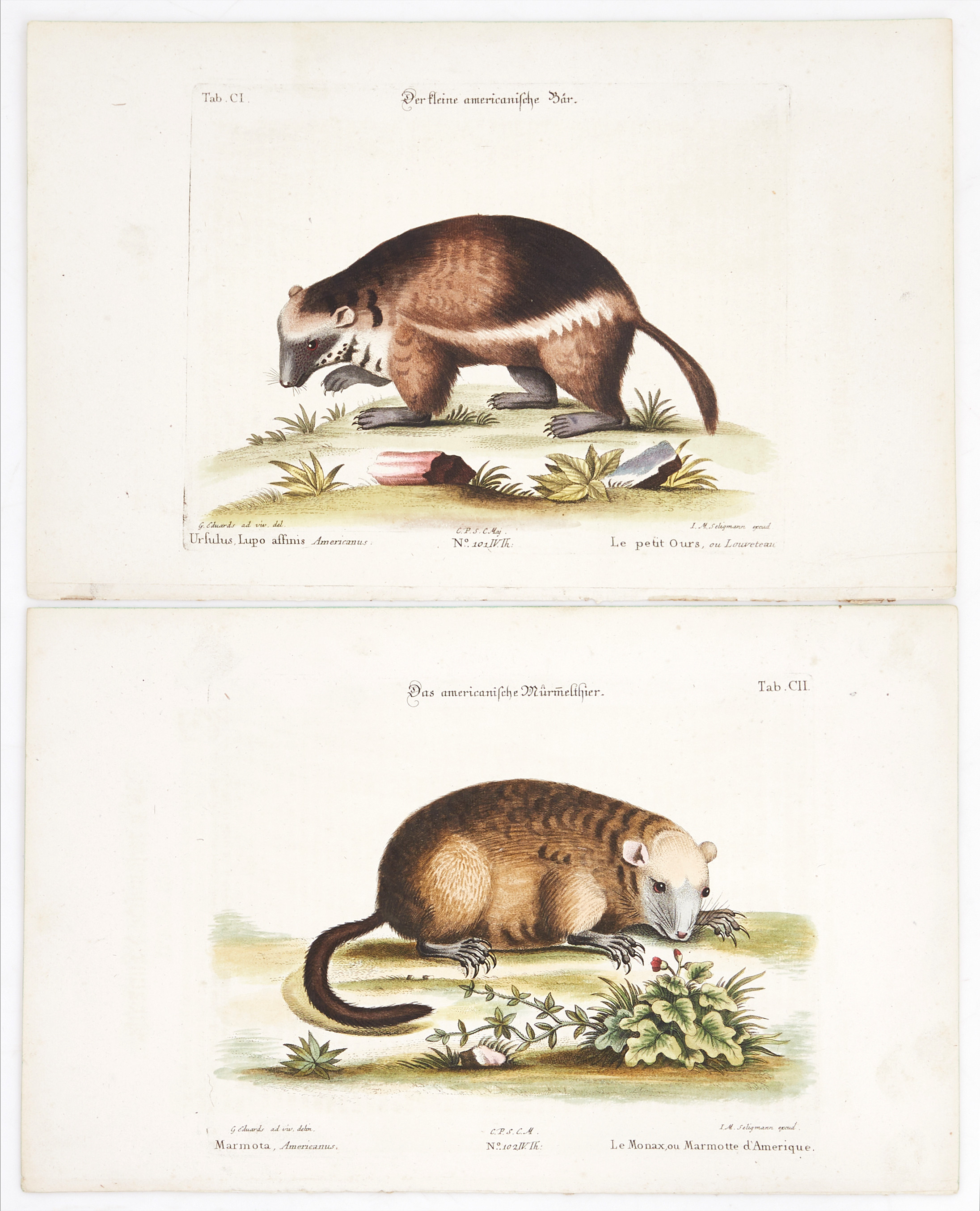 SELIGMANN (2), illustrationer ur "Sammlung verschiedener ausländischer und seltener Vögel", Nürnberg, 1749-1776.