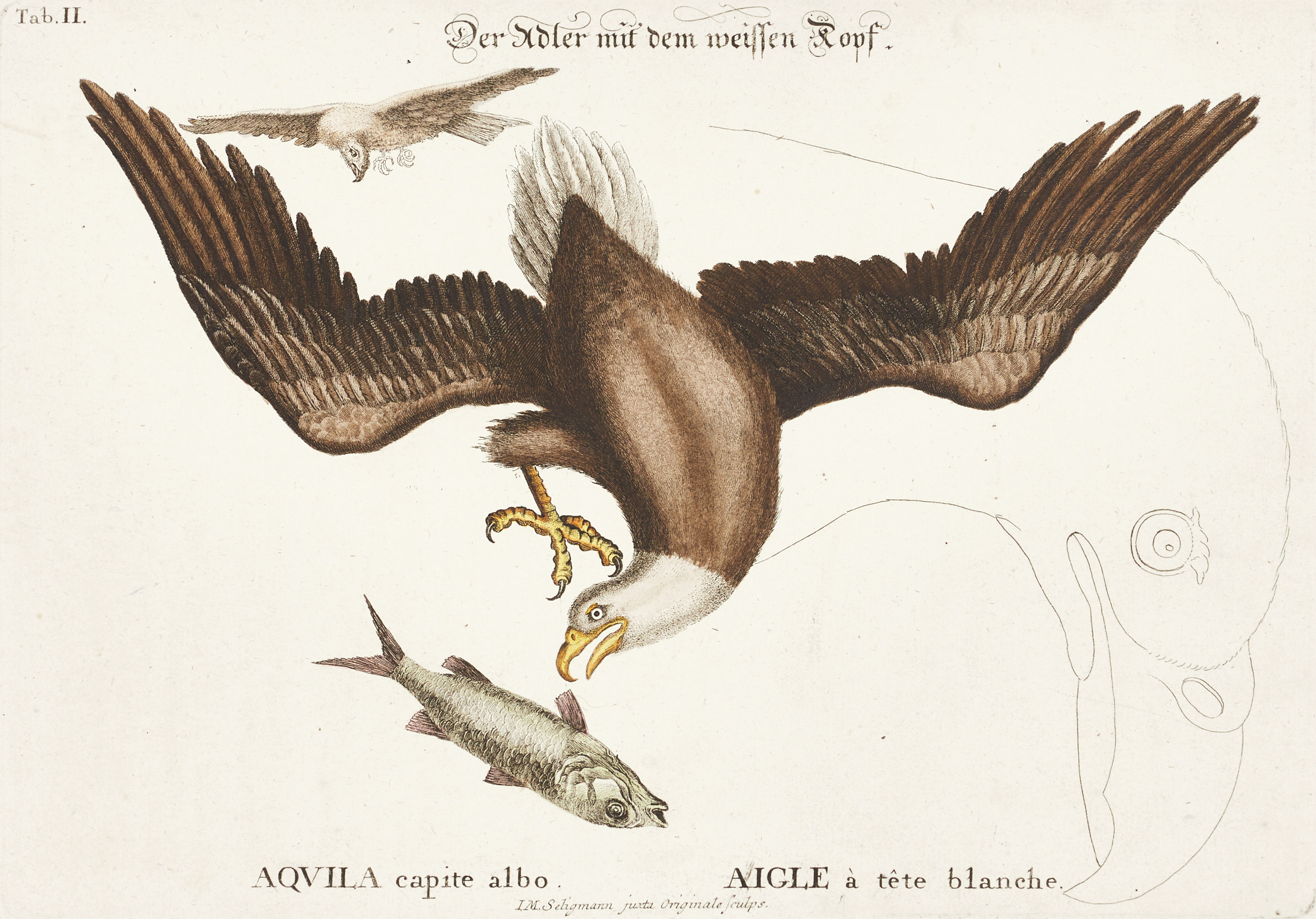 SELIGMANN, illustration ur "Sammlung verschiedener ausländischer und seltener Vögel", Nürnberg, 1749-1776.