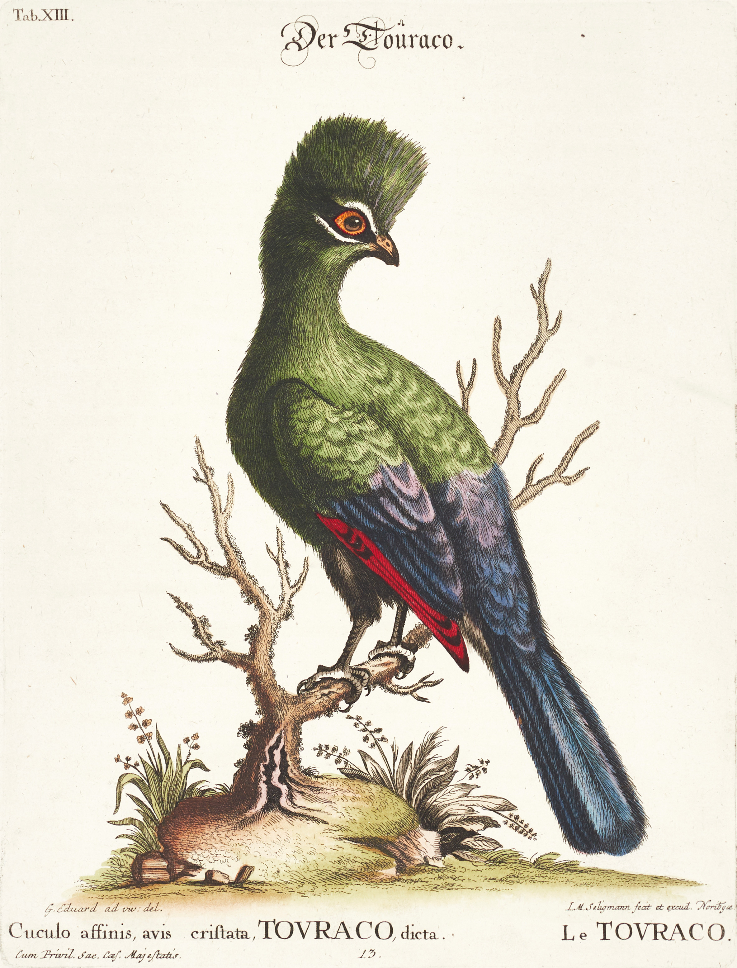 SELIGMANN, illustration ur "Sammlung verschiedener ausländischer und seltener Vögel", Nürnberg, 1749-1776.