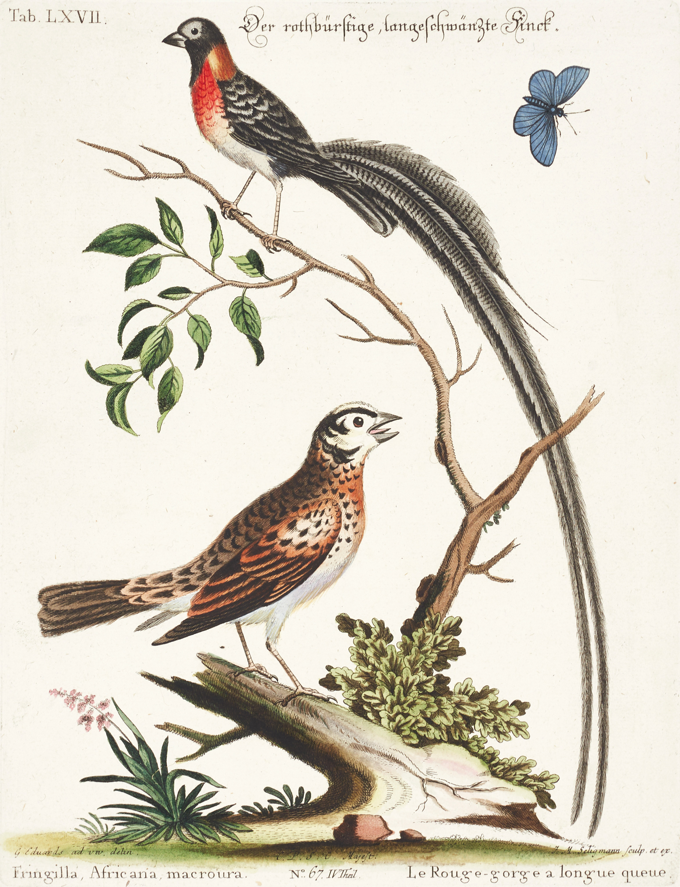 SELIGMANN, illustration ur "Sammlung verschiedener ausländischer und seltener Vögel", Nürnberg, 1749-1776.