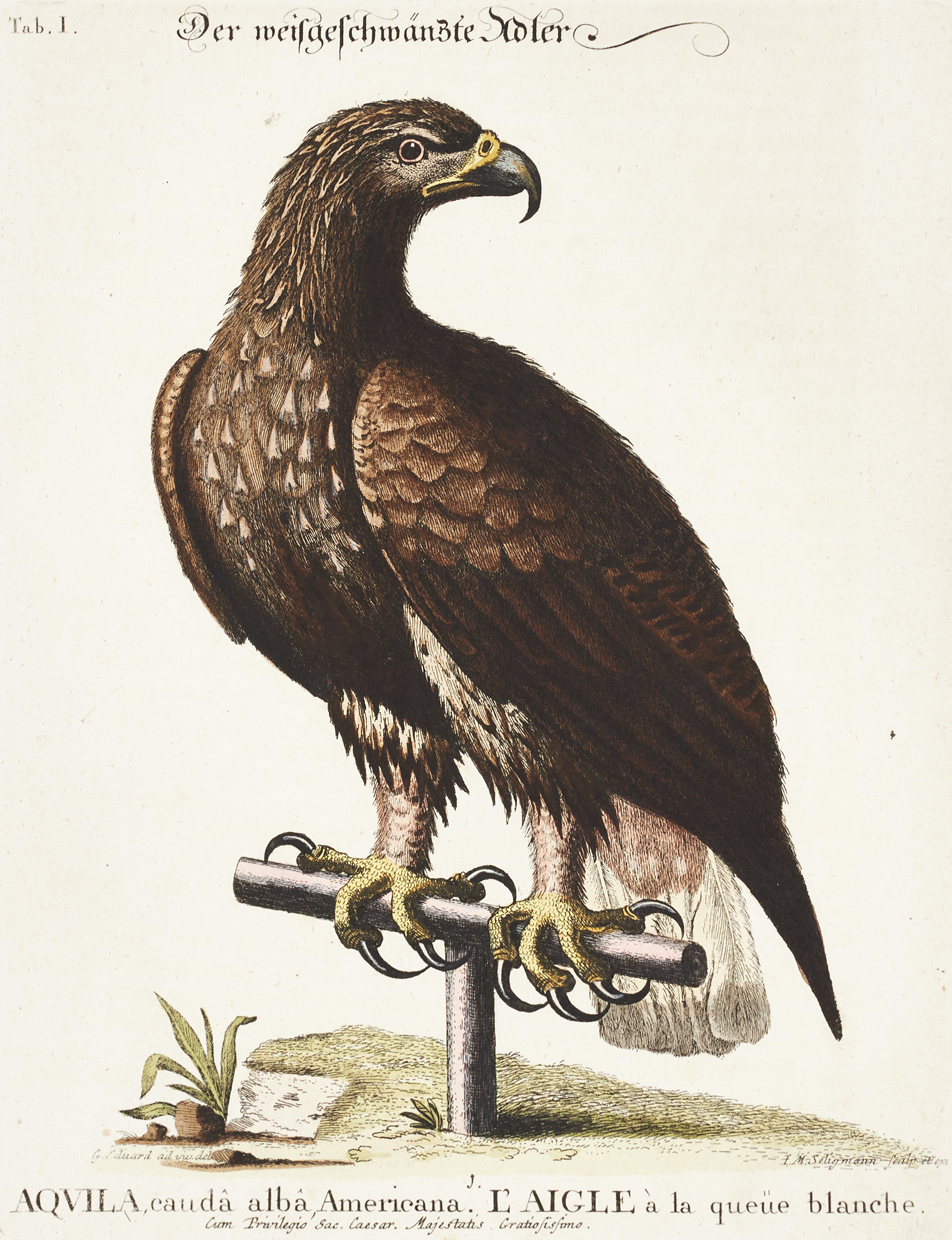 SELIGMANN, illustration ur "Sammlung verschiedener ausländischer und seltener Vögel", Nürnberg, 1749-1776.