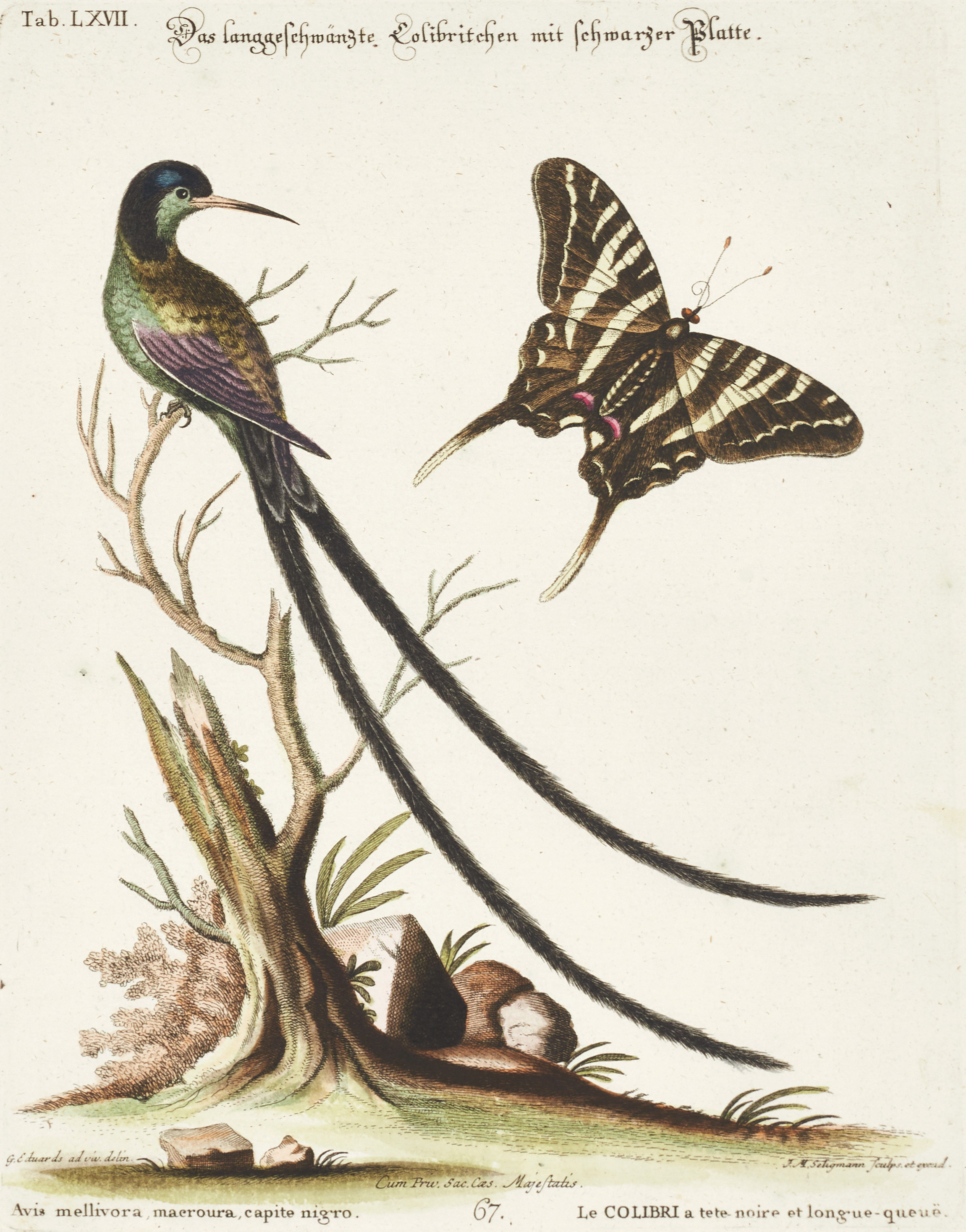SELIGMANN, illustration ur "Sammlung verschiedener ausländischer und seltener Vögel", Nürnberg, 1749-1776.