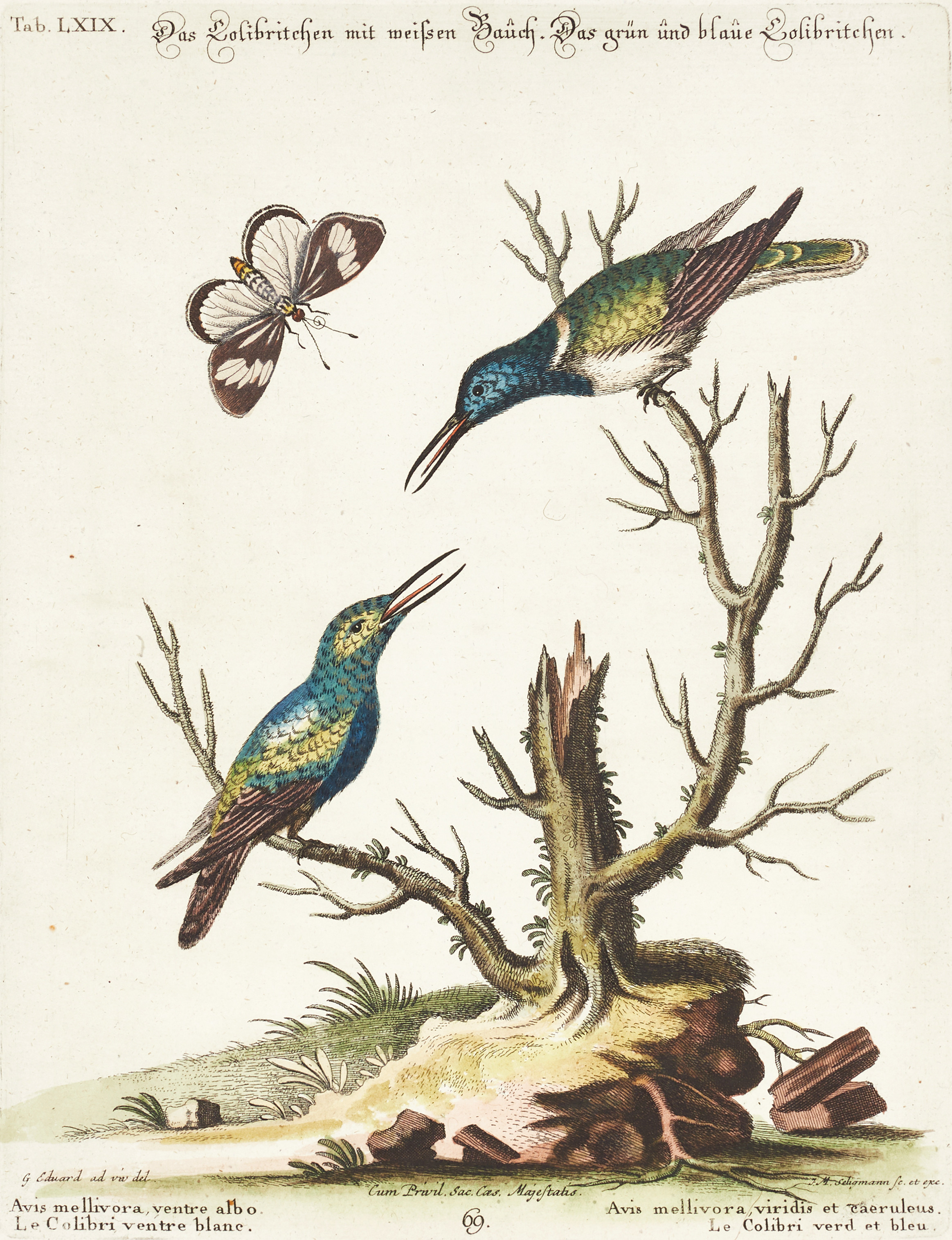 SELIGMANN, illustration ur "Sammlung verschiedener ausländischer und seltener Vögel", Nürnberg, 1749-1776.