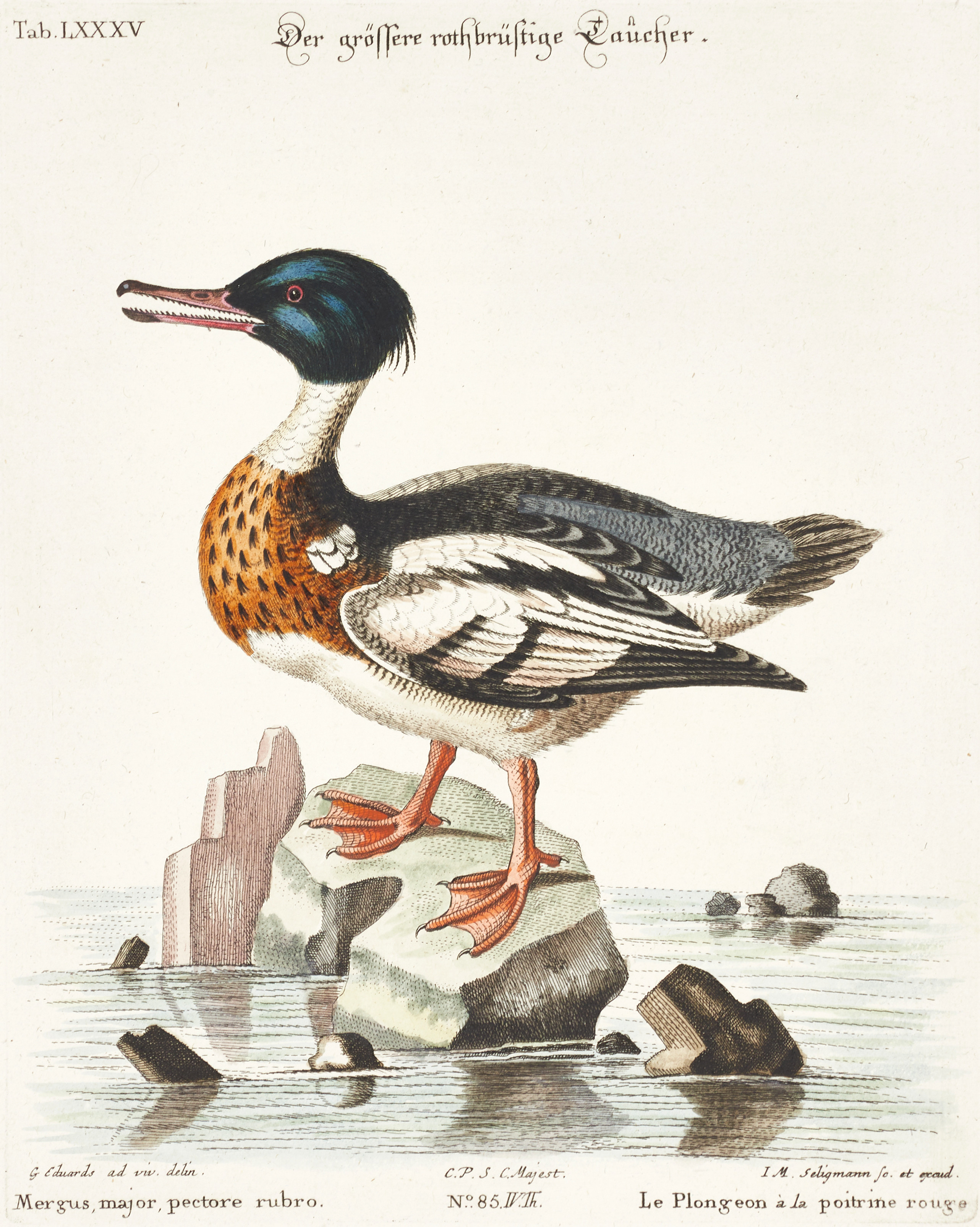 SELIGMANN, illustration ur "Sammlung verschiedener ausländischer und seltener Vögel", Nürnberg, 1749-1776.