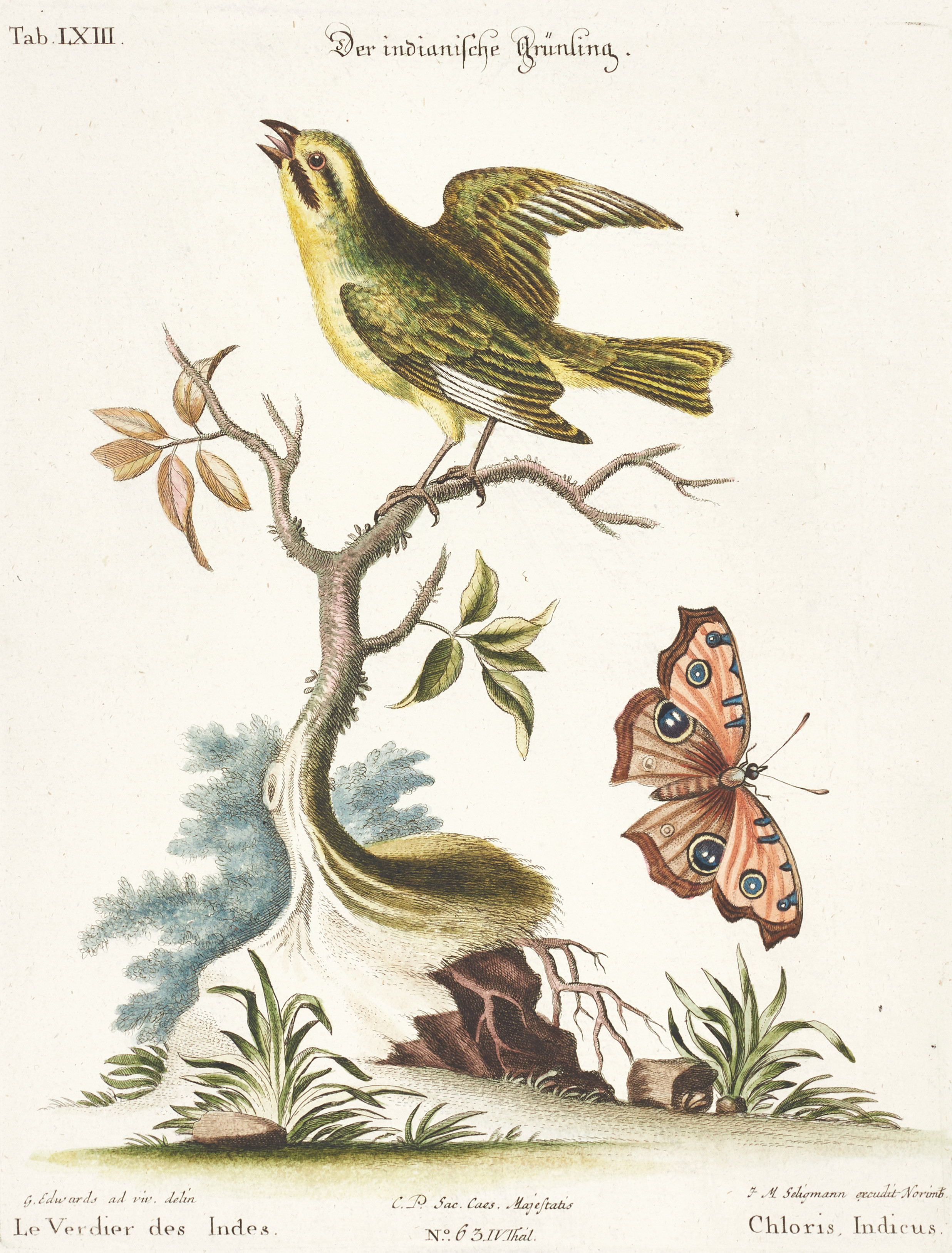 SELIGMANN, illustration ur "Sammlung verschiedener ausländischer und seltener Vögel", Nürnberg, 1749-1776. B.