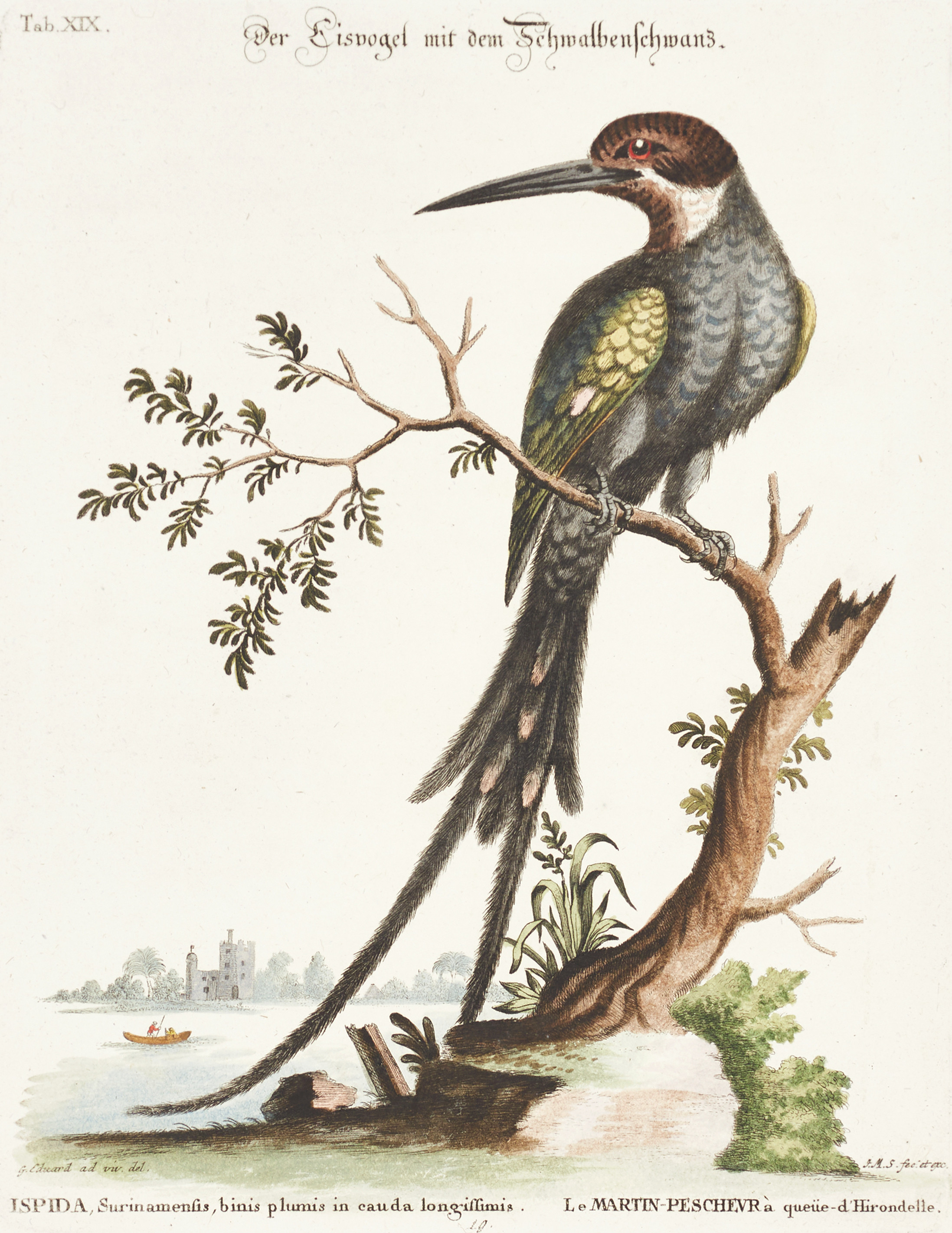 SELIGMANN, illustration ur "Sammlung verschiedener ausländischer und seltener Vögel", Nürnberg, 1749-1776.
