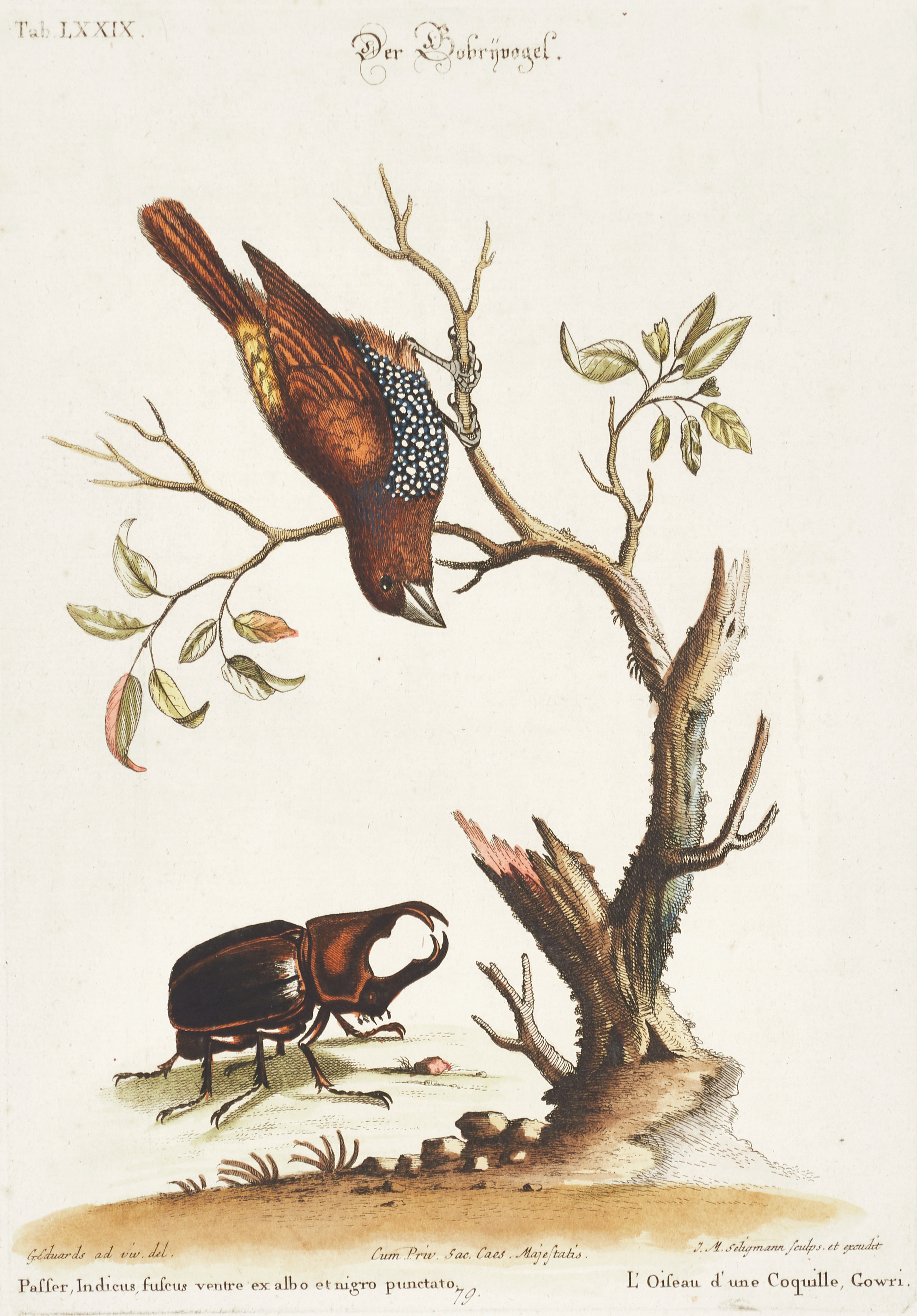 SELIGMANN, illustration ur "Sammlung verschiedener ausländischer und seltener Vögel", Nürnberg, 1749-1776.