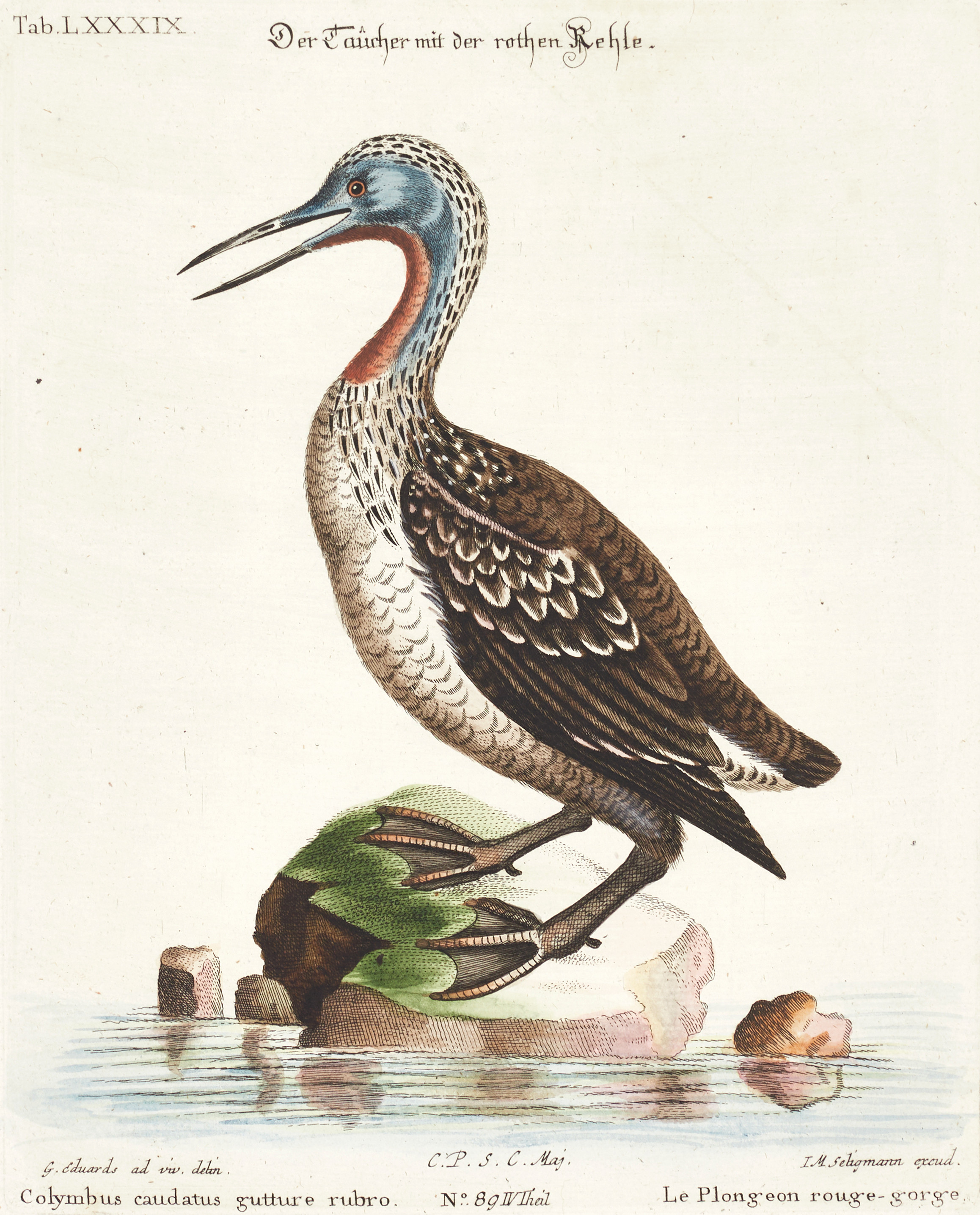SELIGMANN, illustration ur "Sammlung verschiedener ausländischer und seltener Vögel", Nürnberg, 1749-1776.